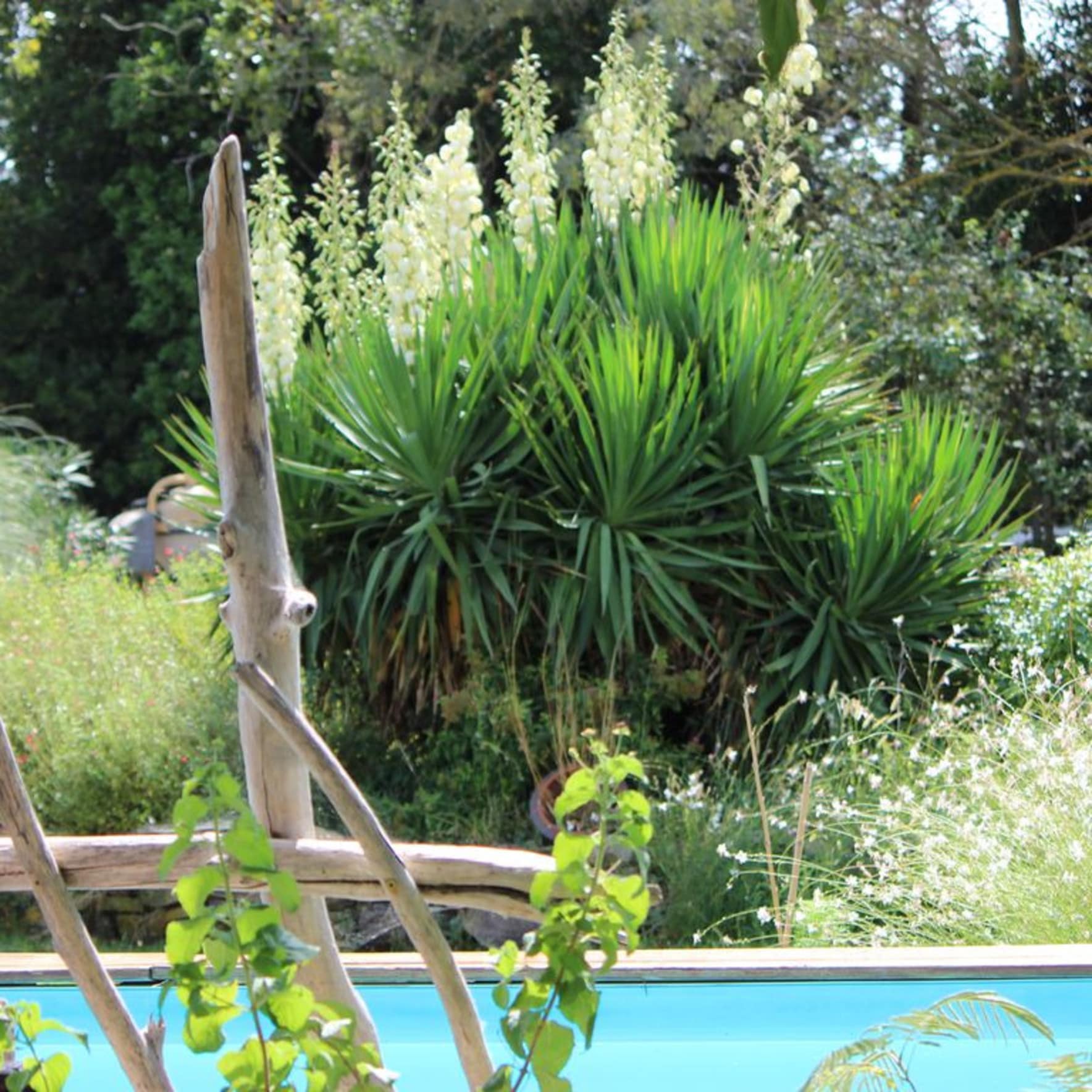 Piscine en Provence