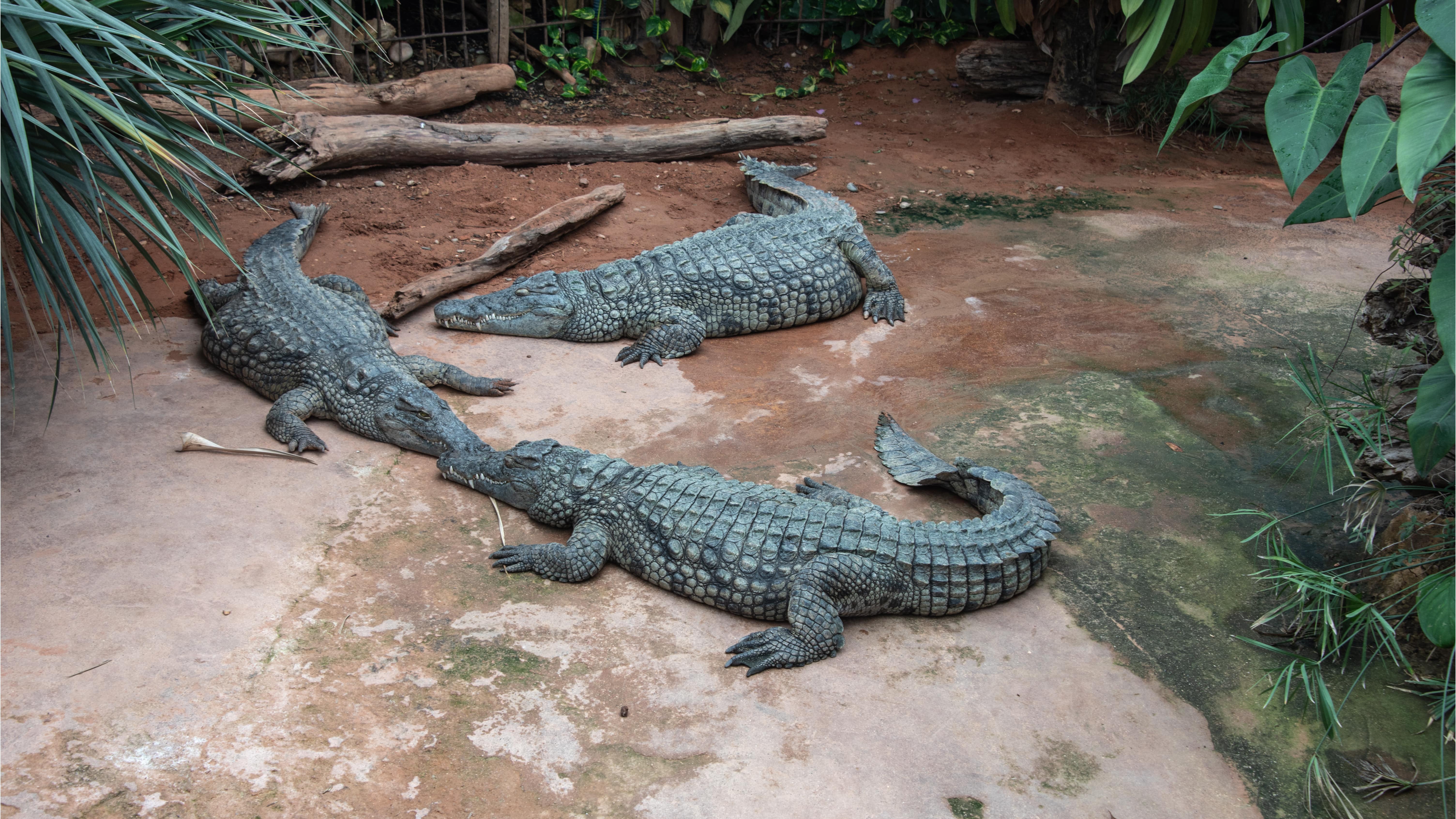 Trois crocodiles de la Ferme aux crocodiles à Pierrelatte dans la Drôme
