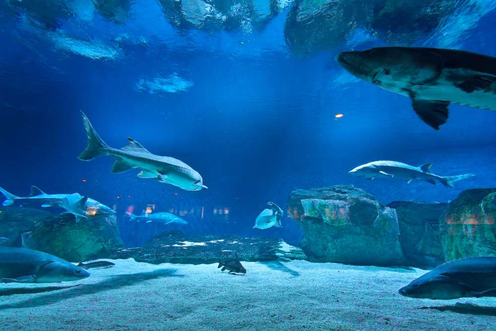 Océanopolis, Brest