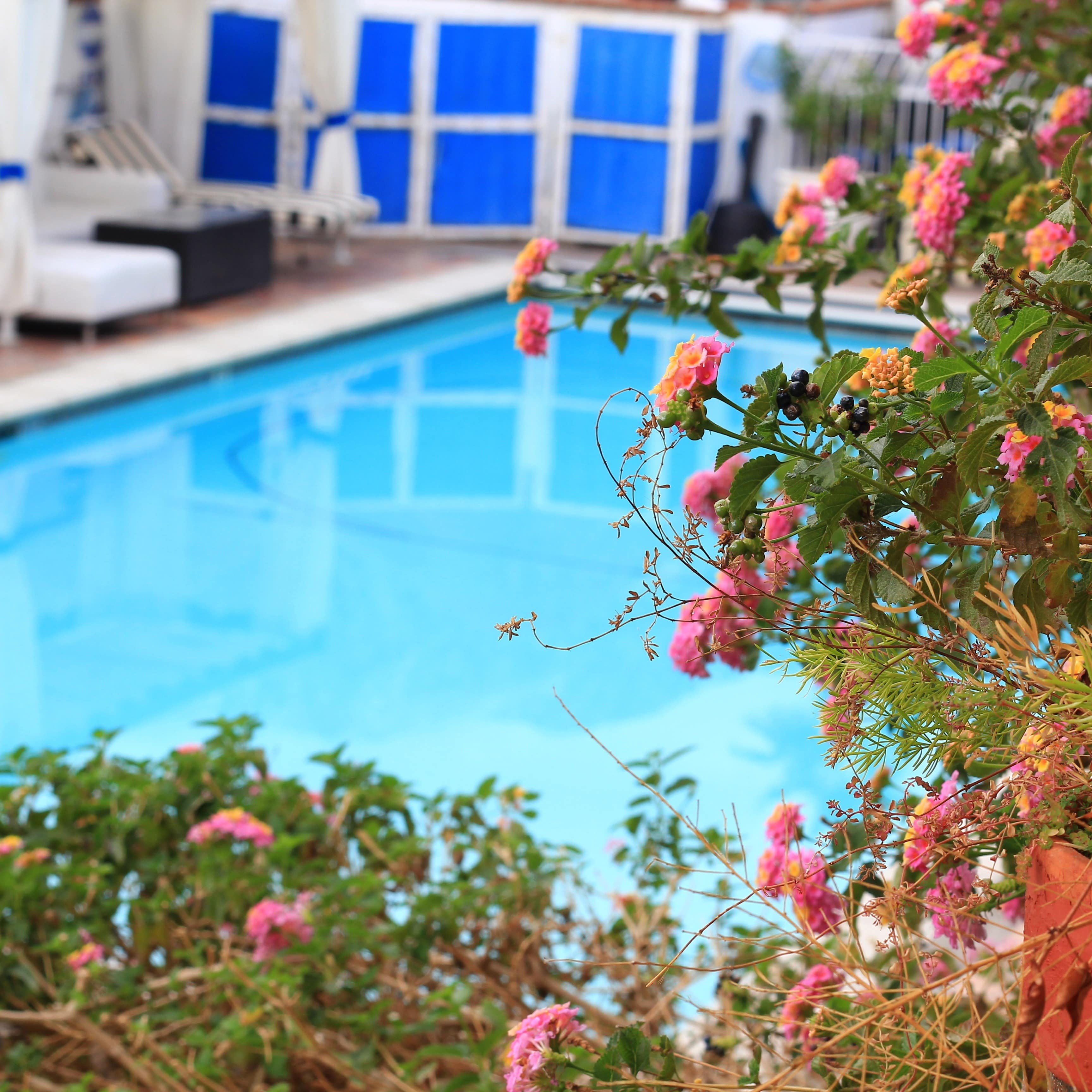 Vue sur piscine intérieure à travers les plantes