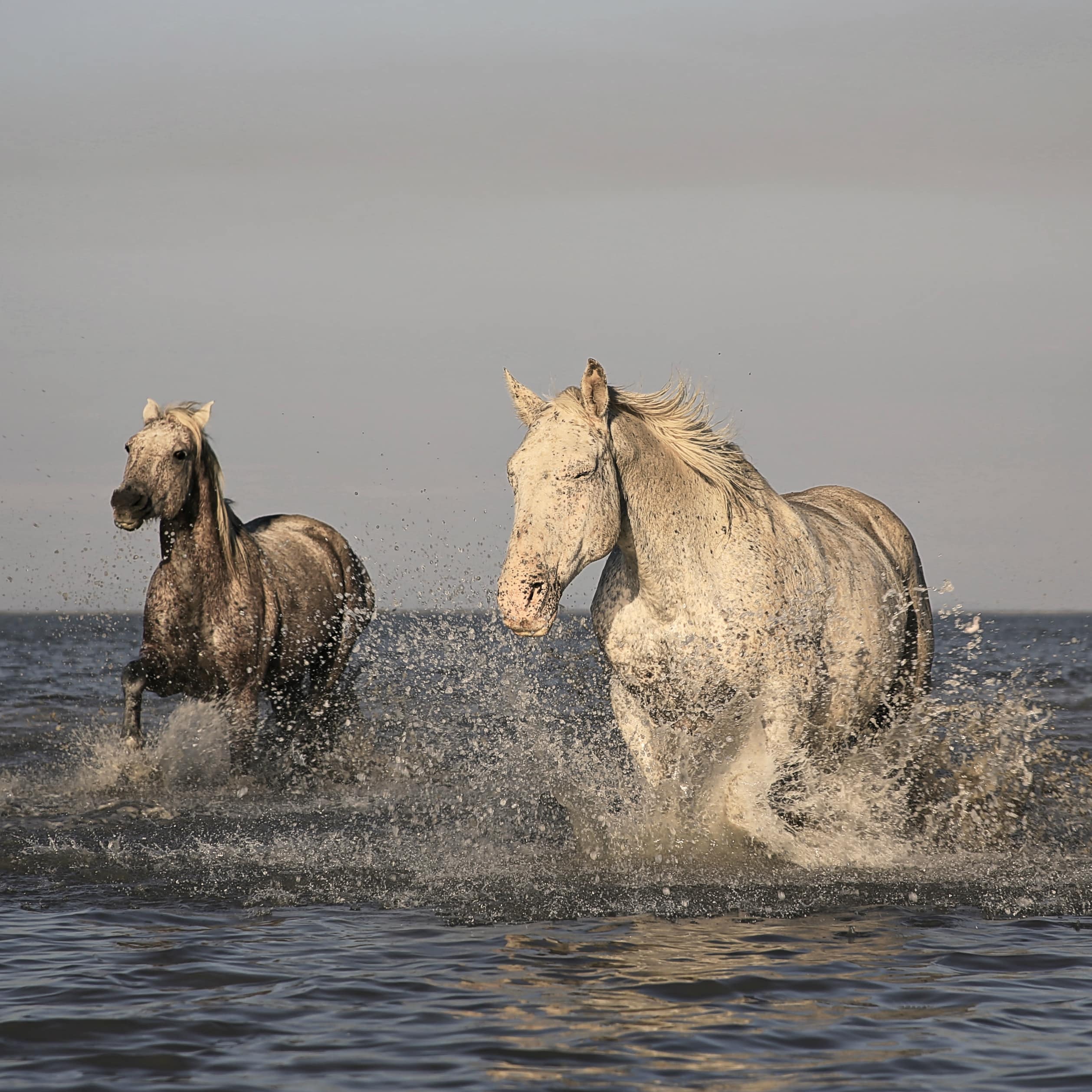 Chevaux de Camargue
