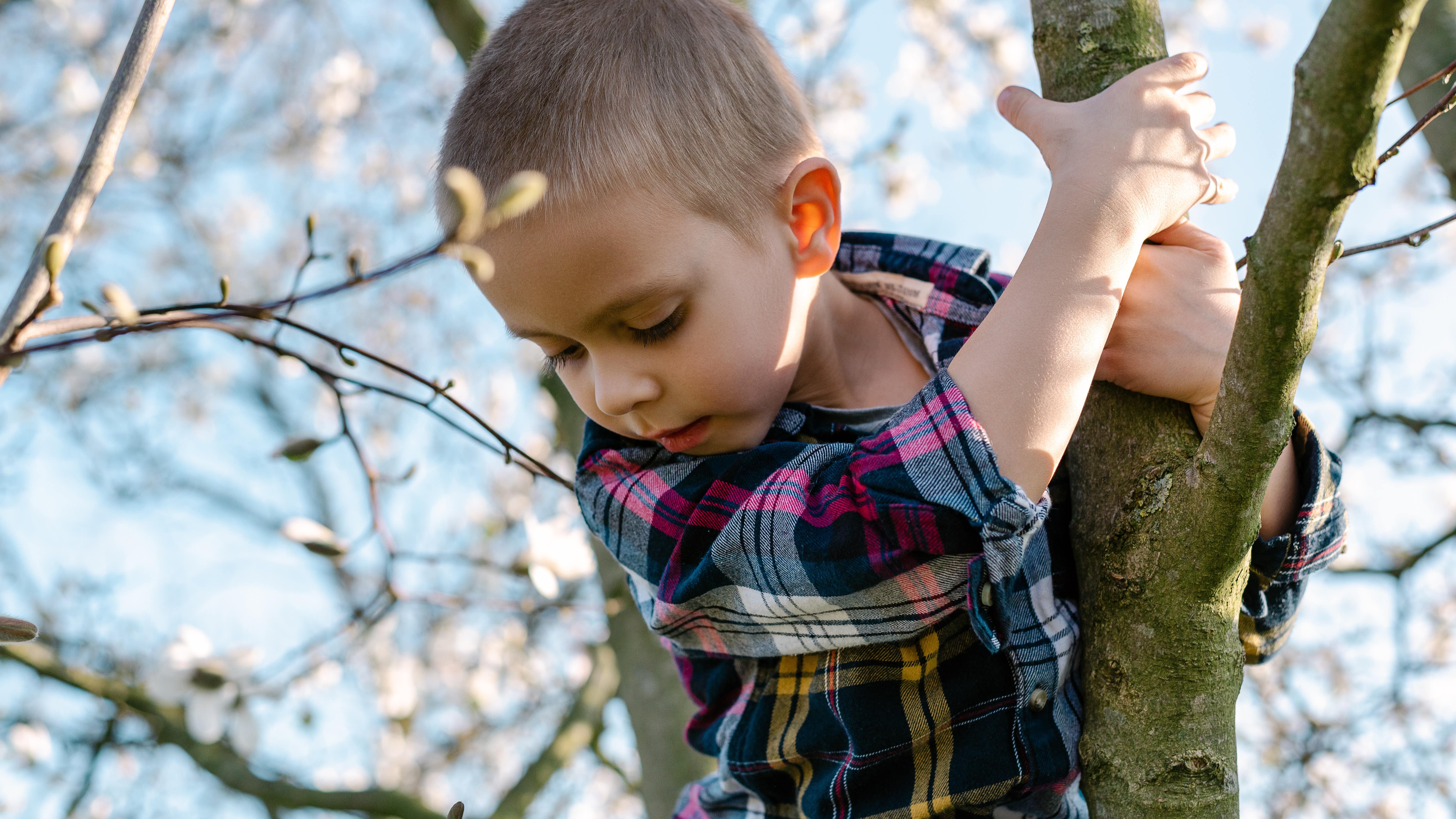Vue sur un petit garçon agrippé à un arbre ; il regarde vers le bas