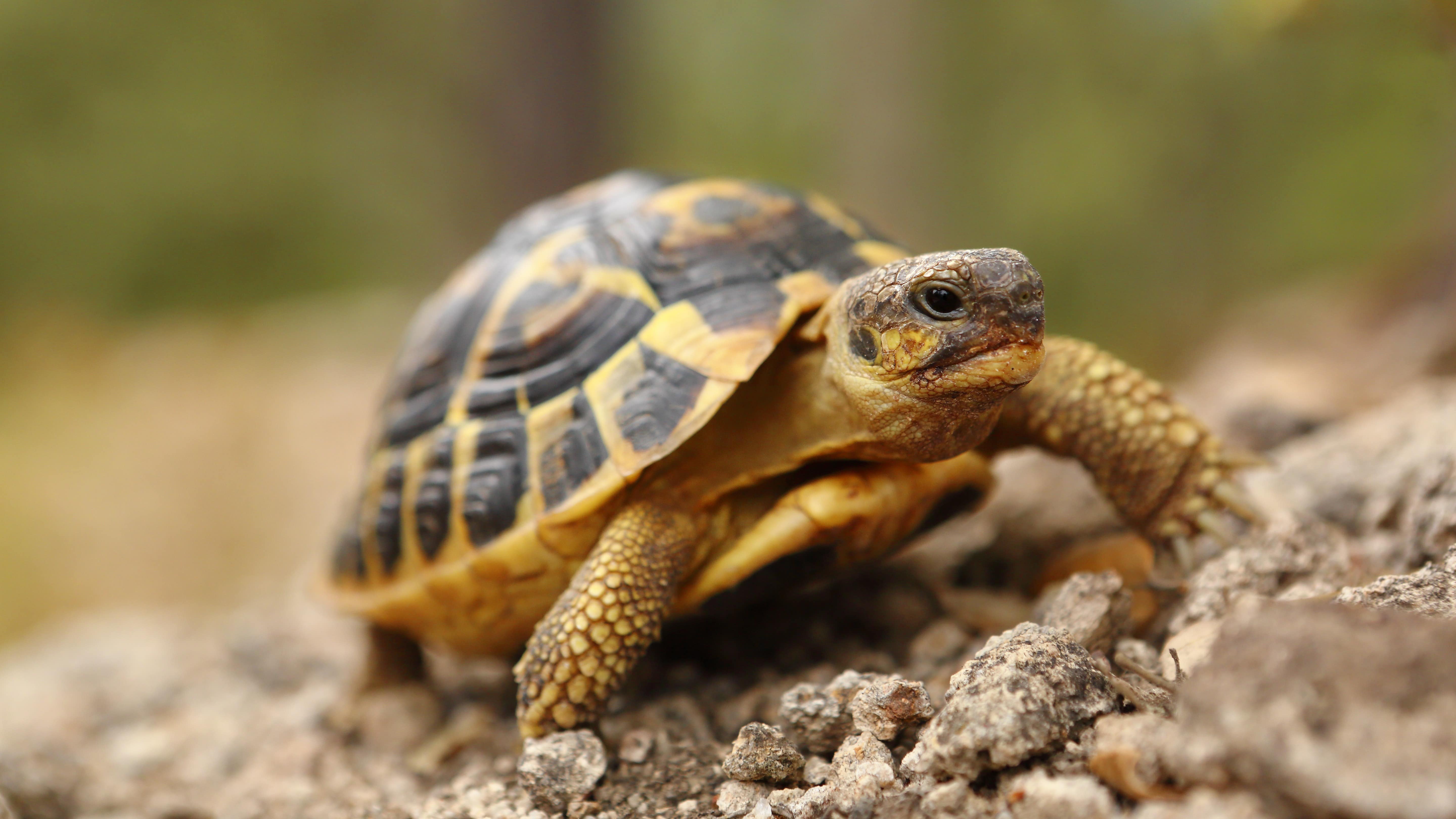 Gros plan sur une tortue Hermann