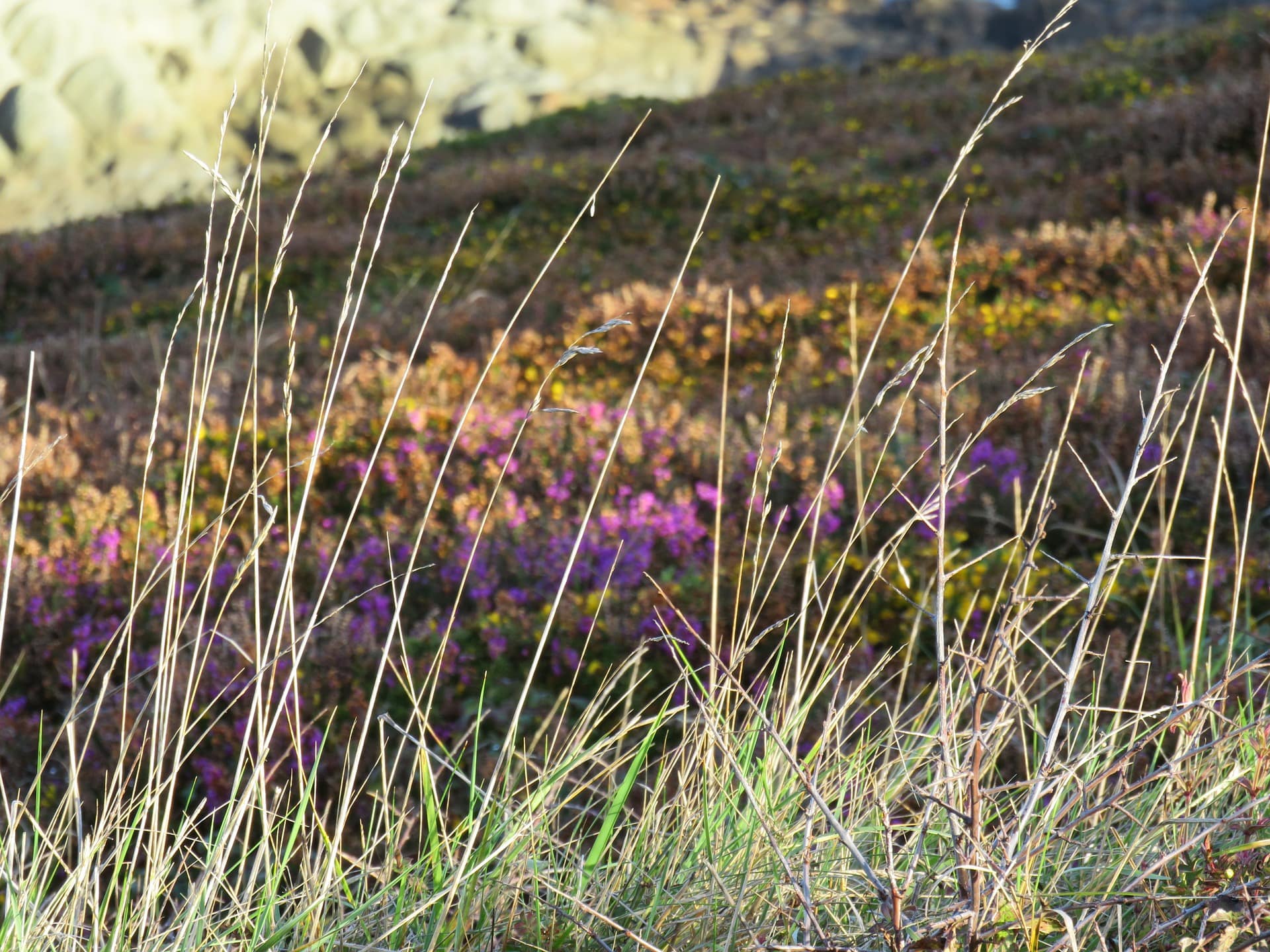 Grass and Heather, Bretagne, STOCK