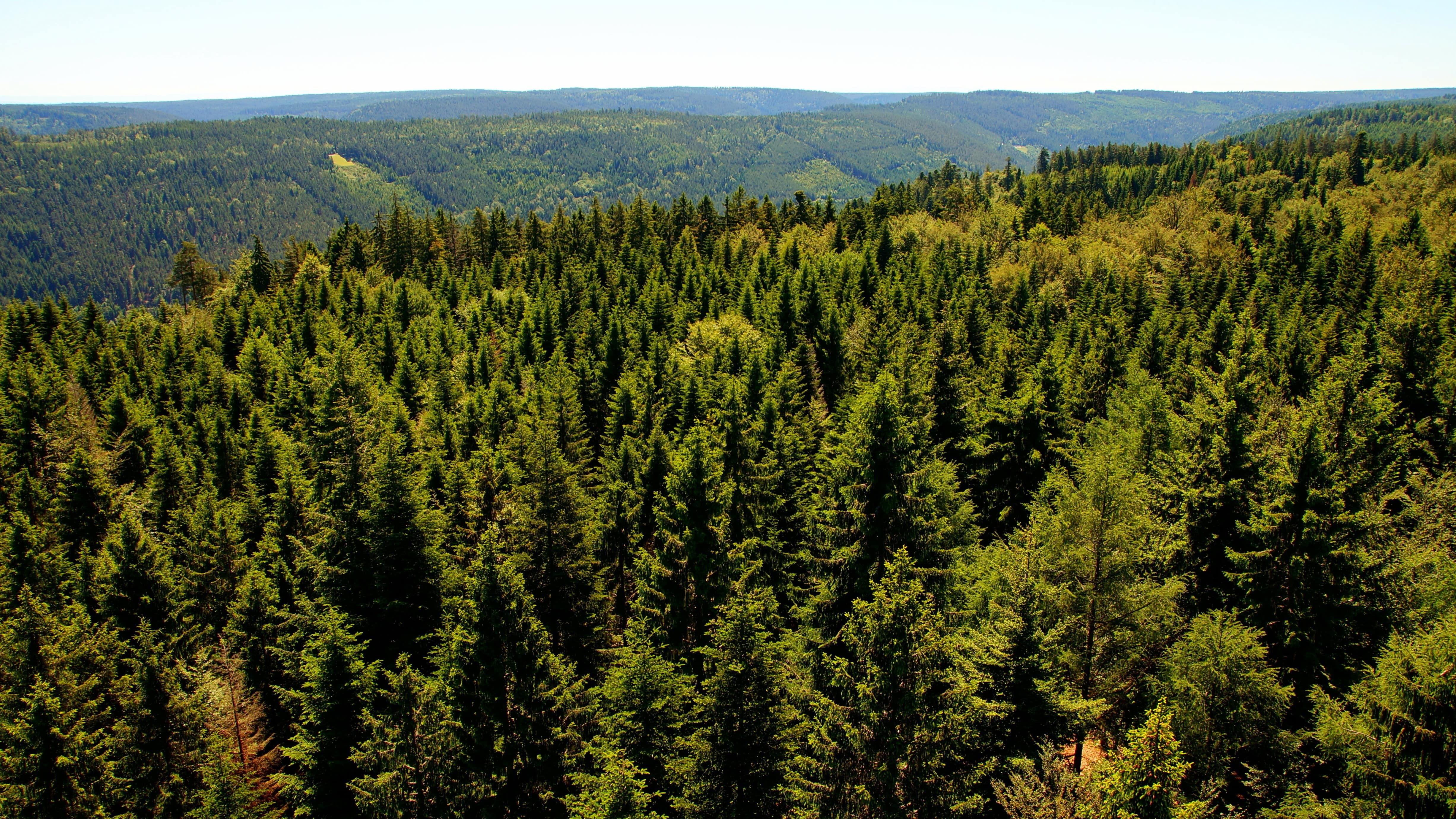 Cimes de sapins à perte de vue