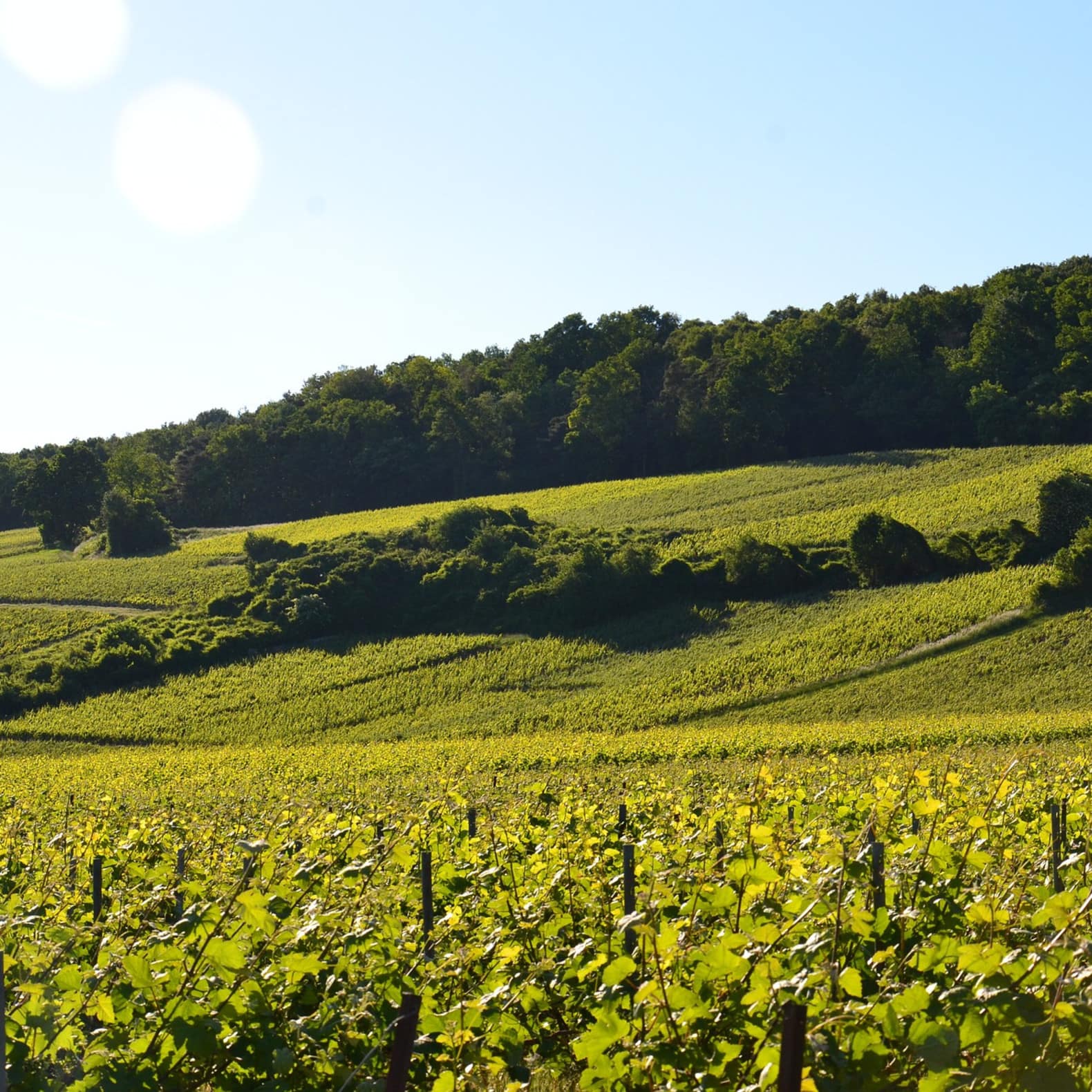 Vignes dans la campagne champenoise