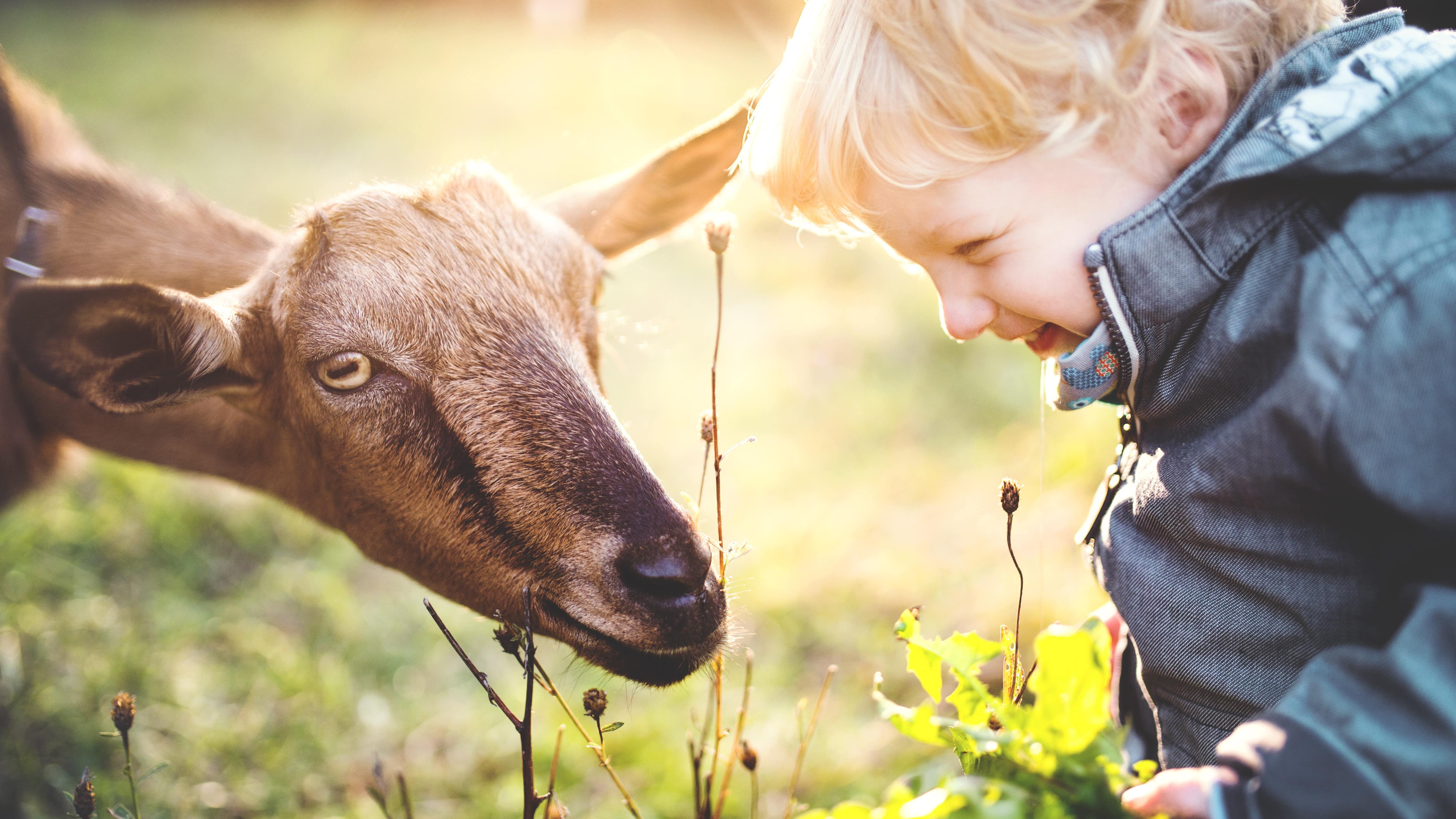 Enfant avec une chèvre