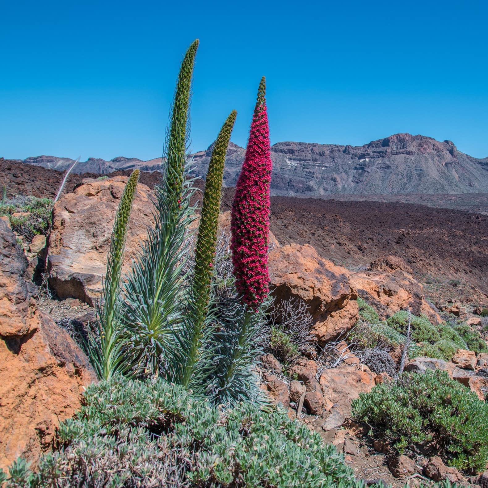 Paysage volcanique de Ténérife