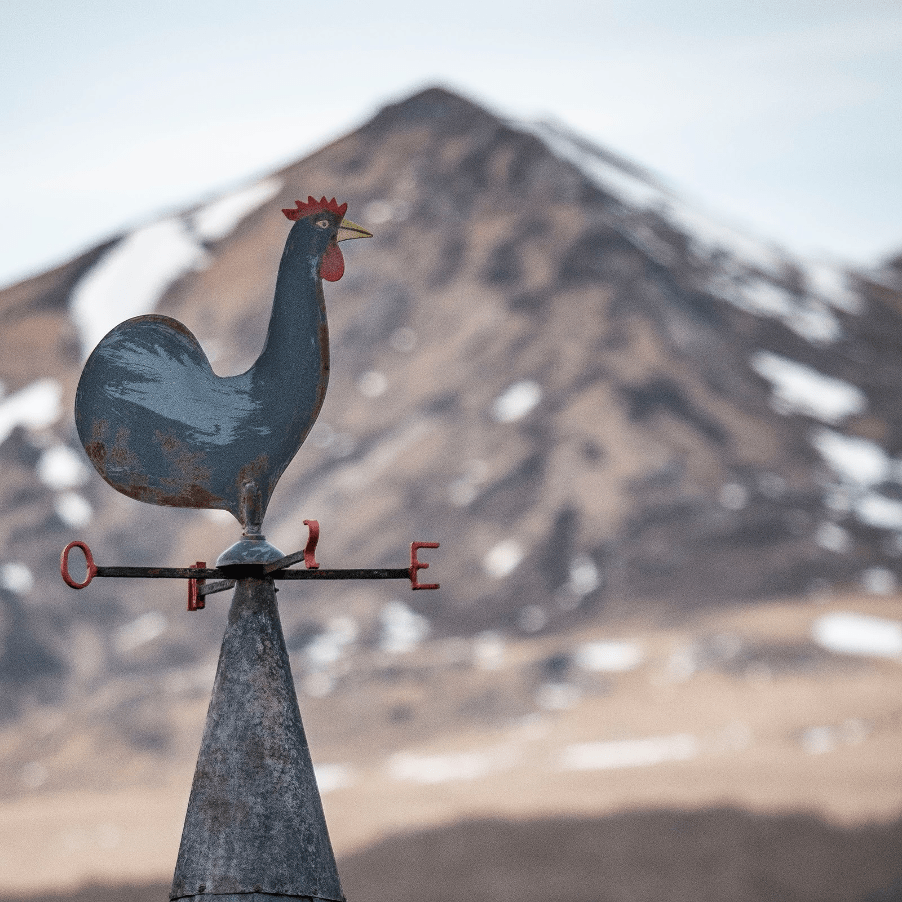 a bird shaped windvane