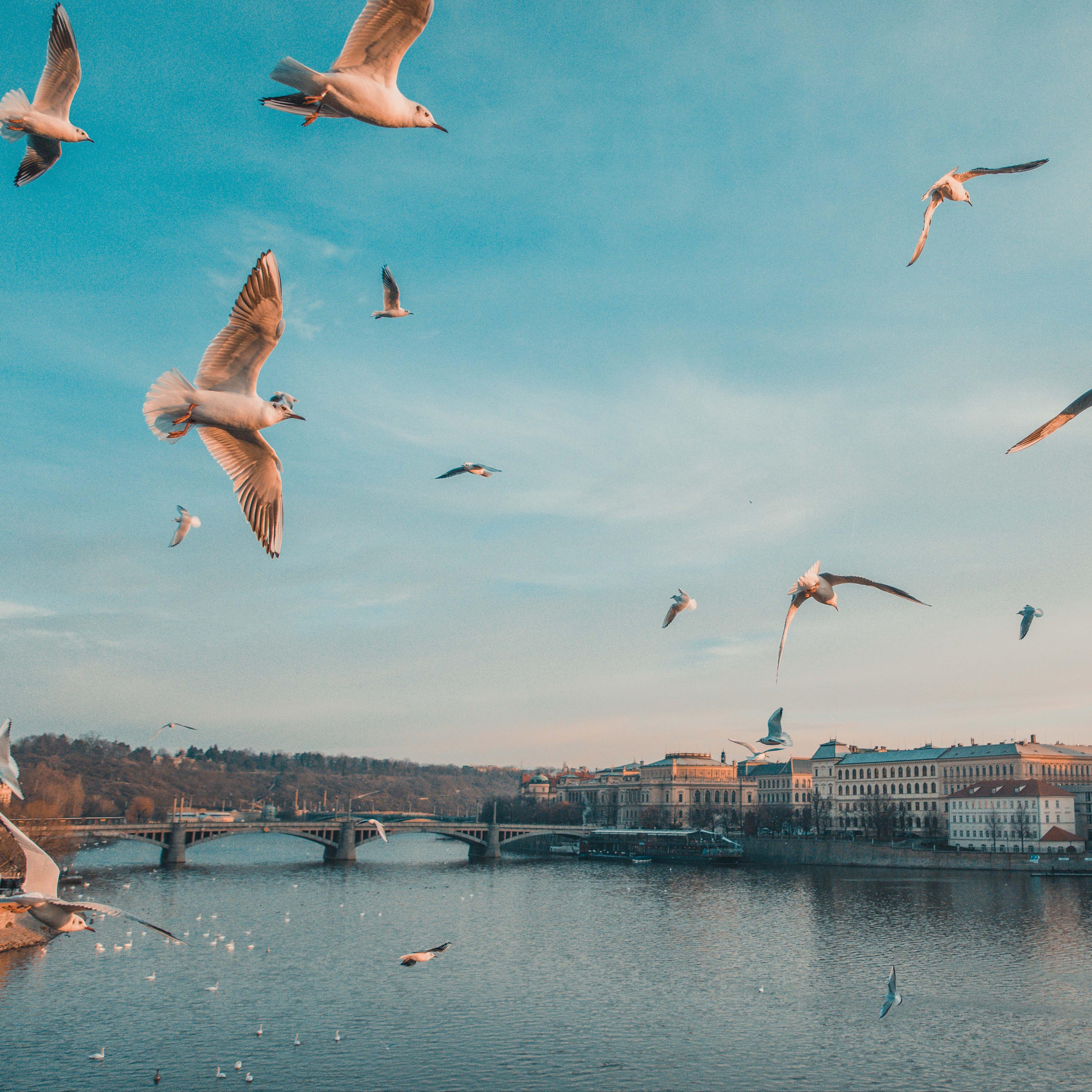 Mouettes au-dessus de l’eau à Prague, République tchèque