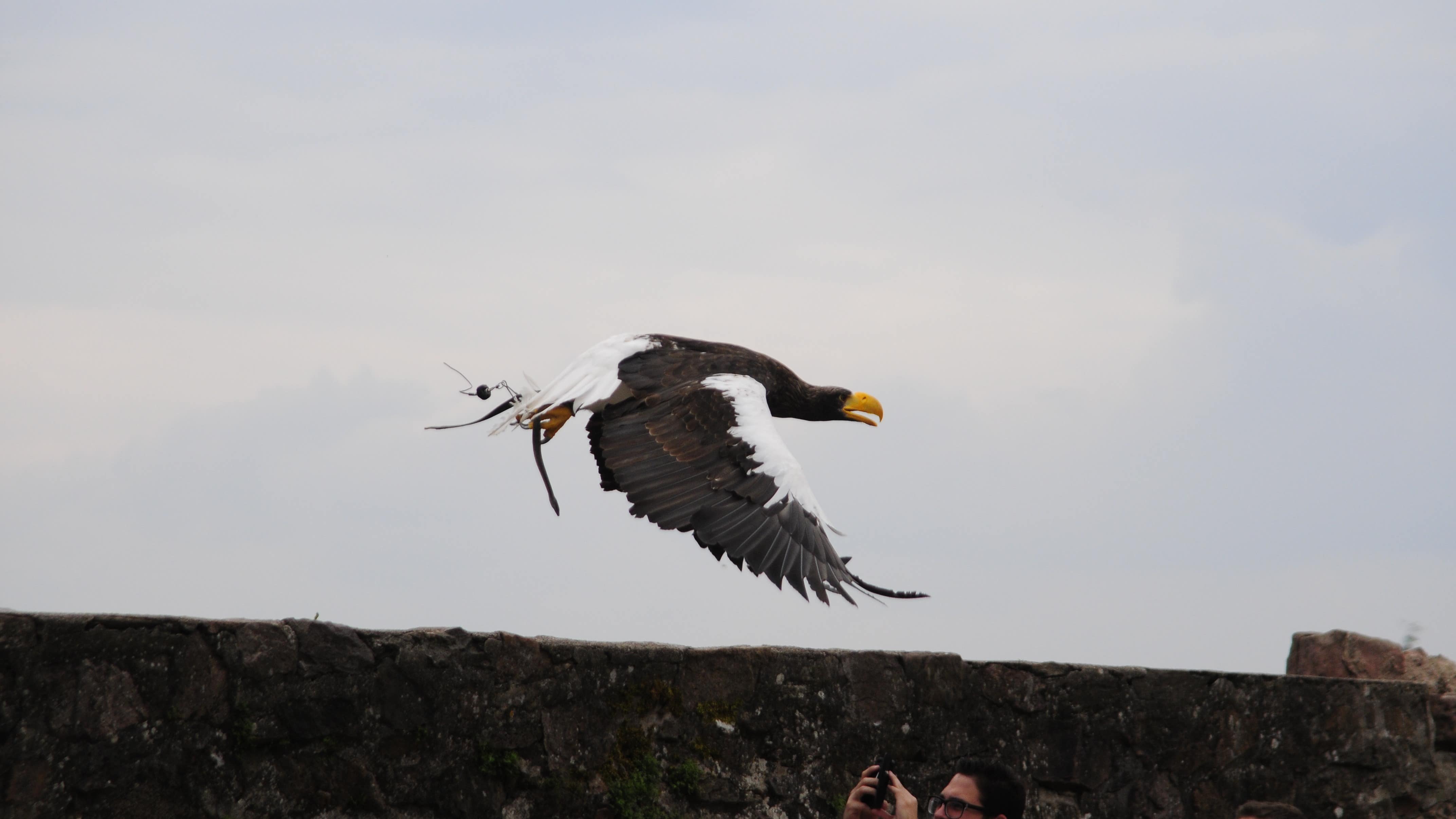 Aigle en vol au-dessus du public au château de Kintzheim