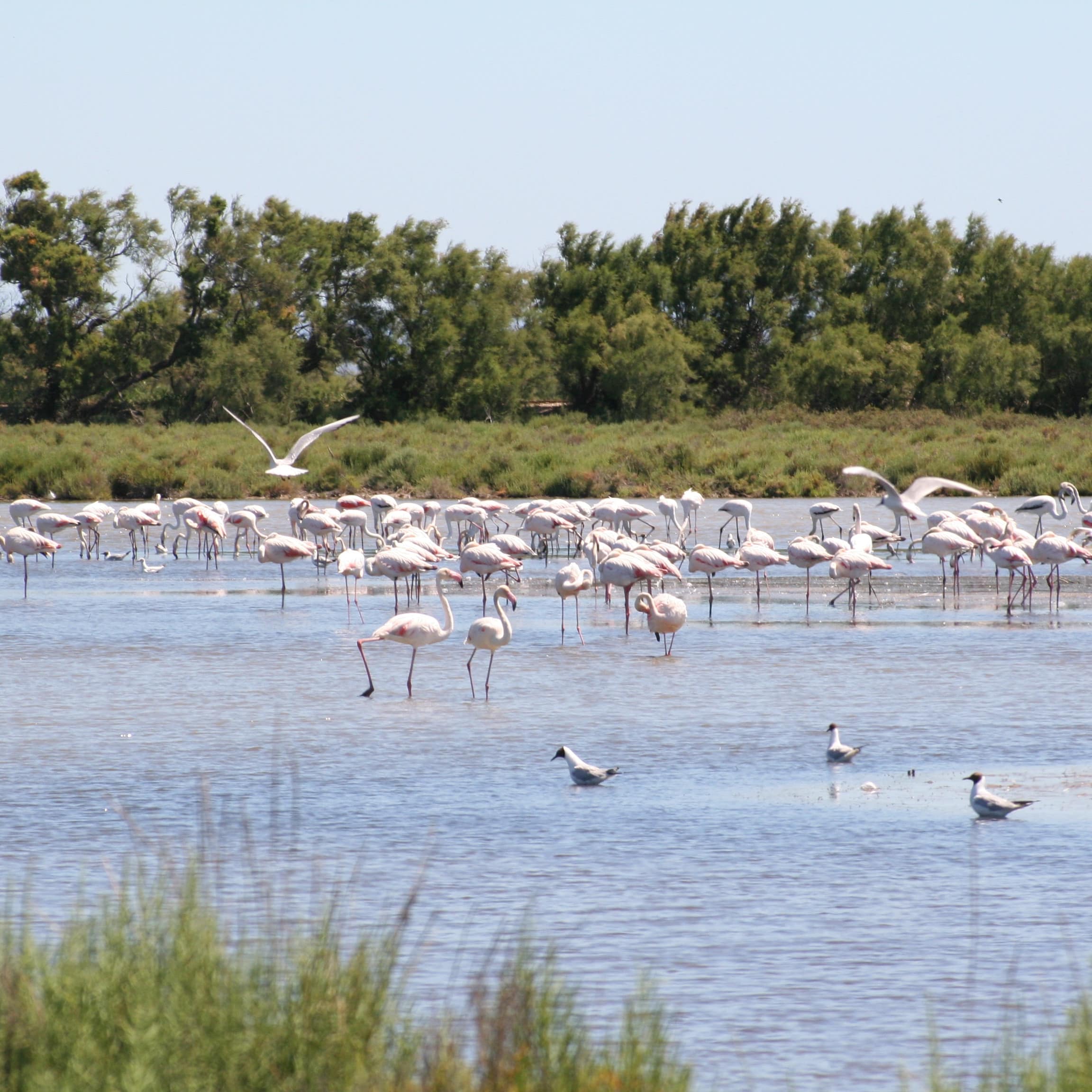 Flamants roses, étang, Camargue, location week end mer