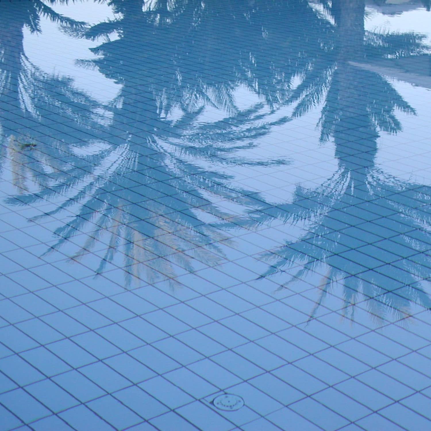 Reflets des palmiers dans la piscine