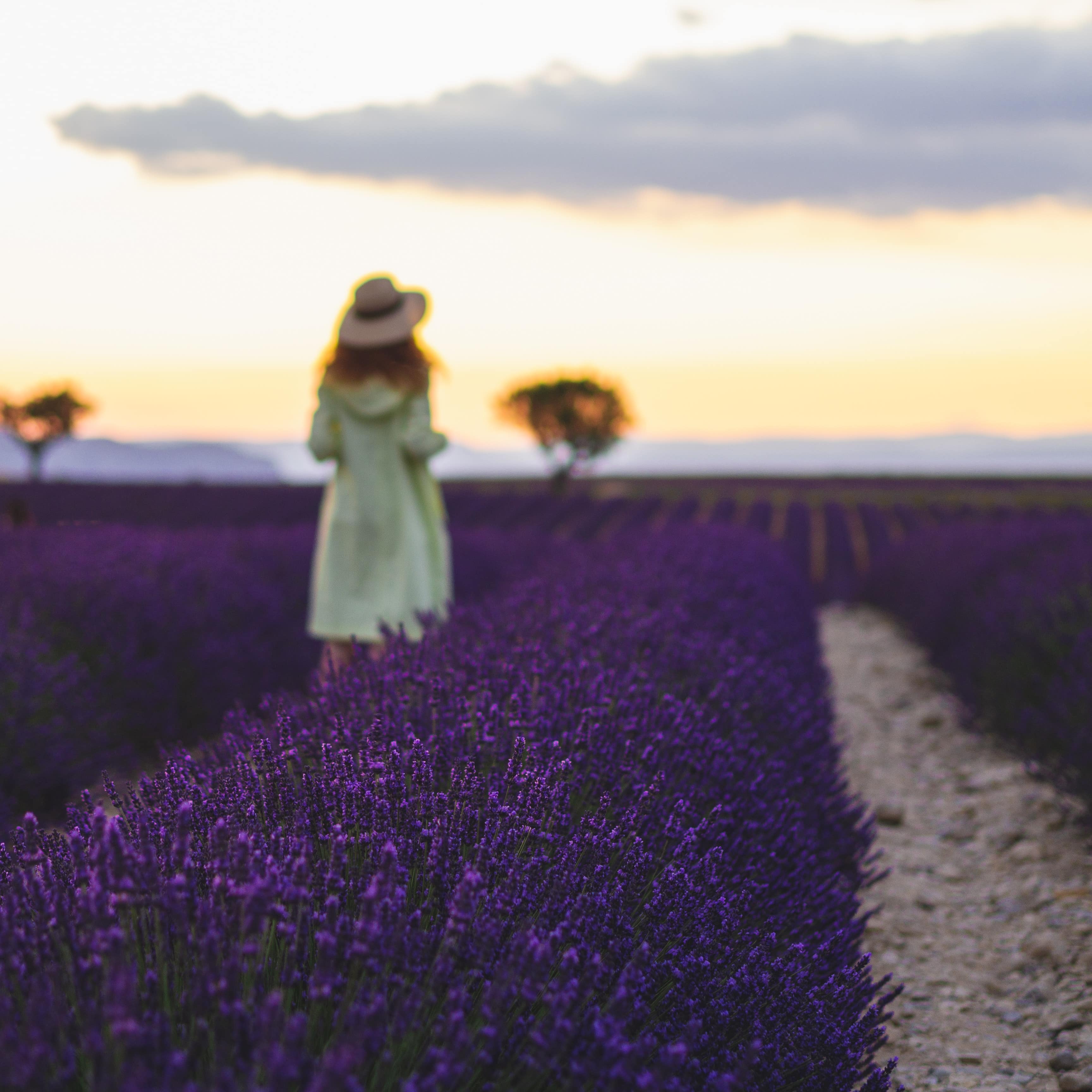 Promenade dans les champs de lavande