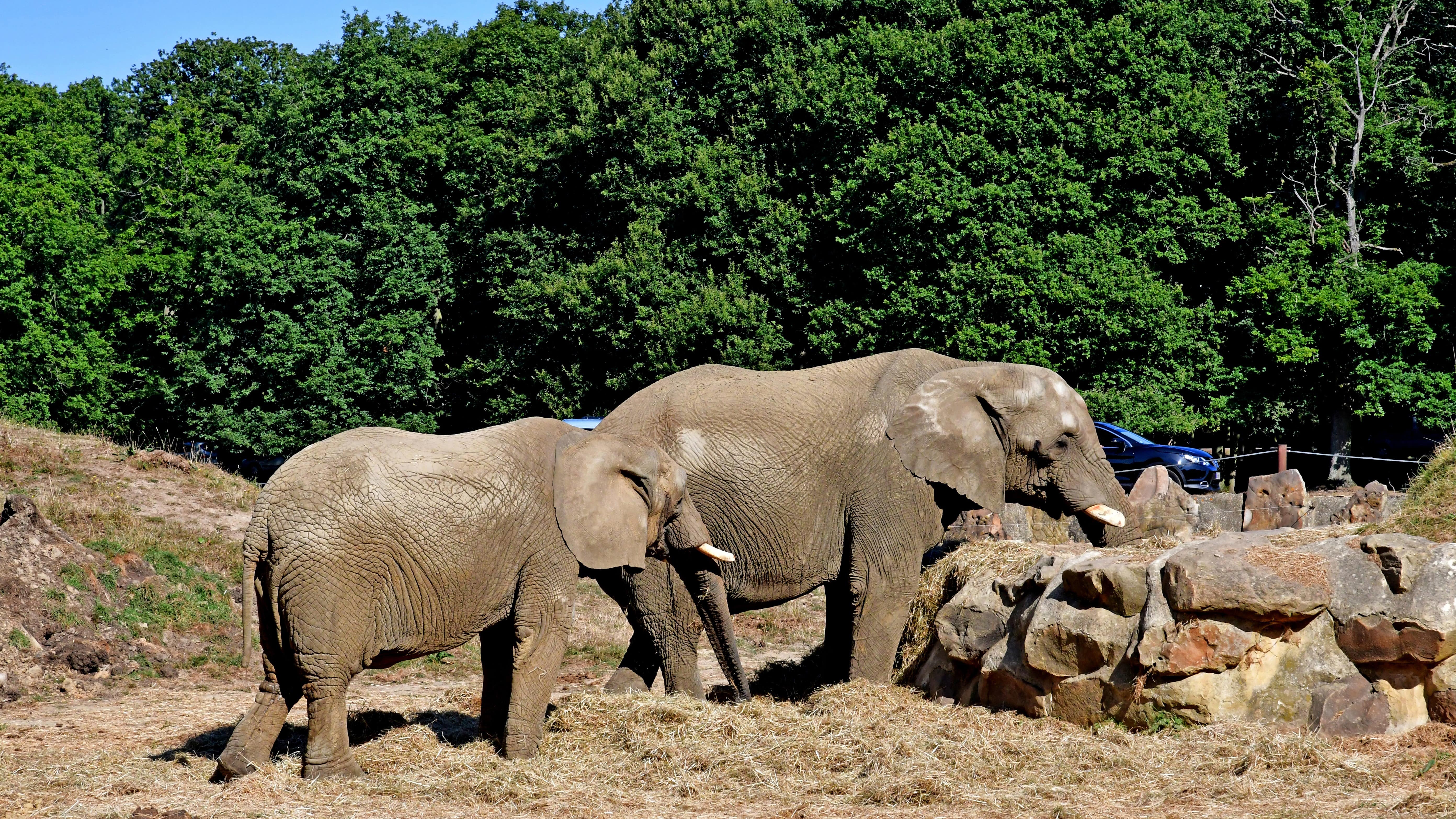 Deux éléphants du zoo de Thoiry