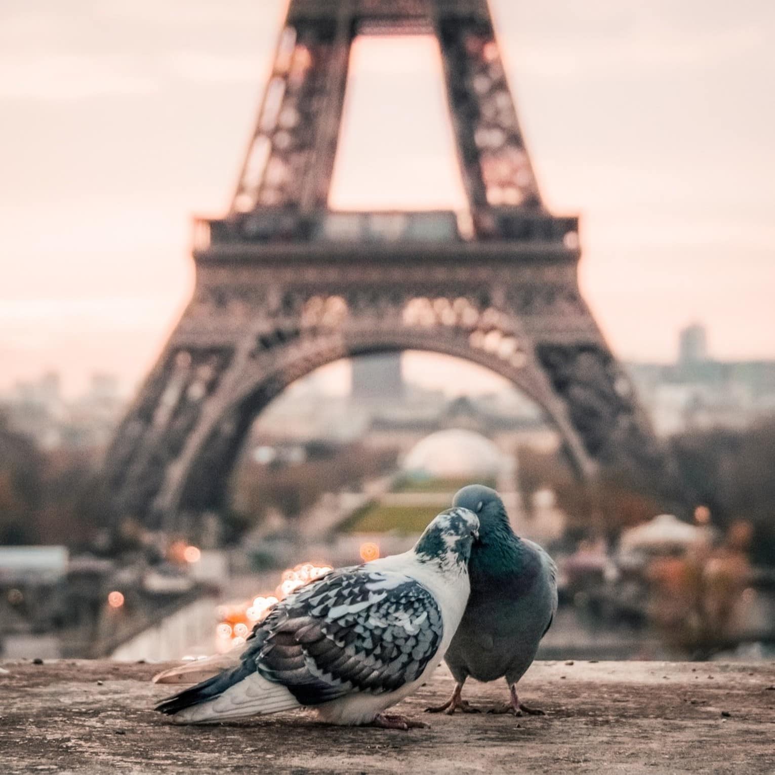 La Tour Eiffel attire les amoureux de tout poil… et plume !