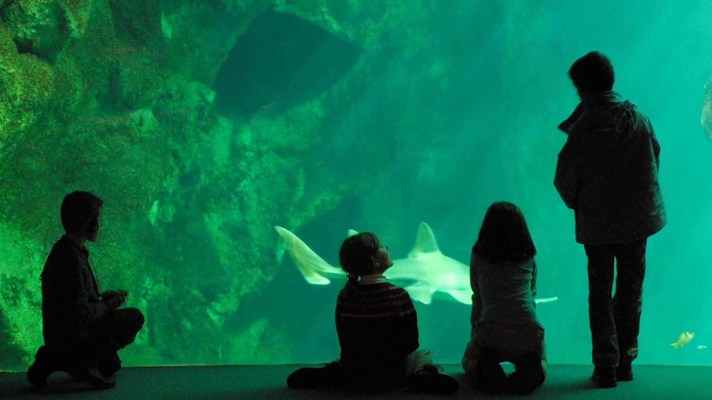 Silhouette de quatre enfants devant le grand aquarium