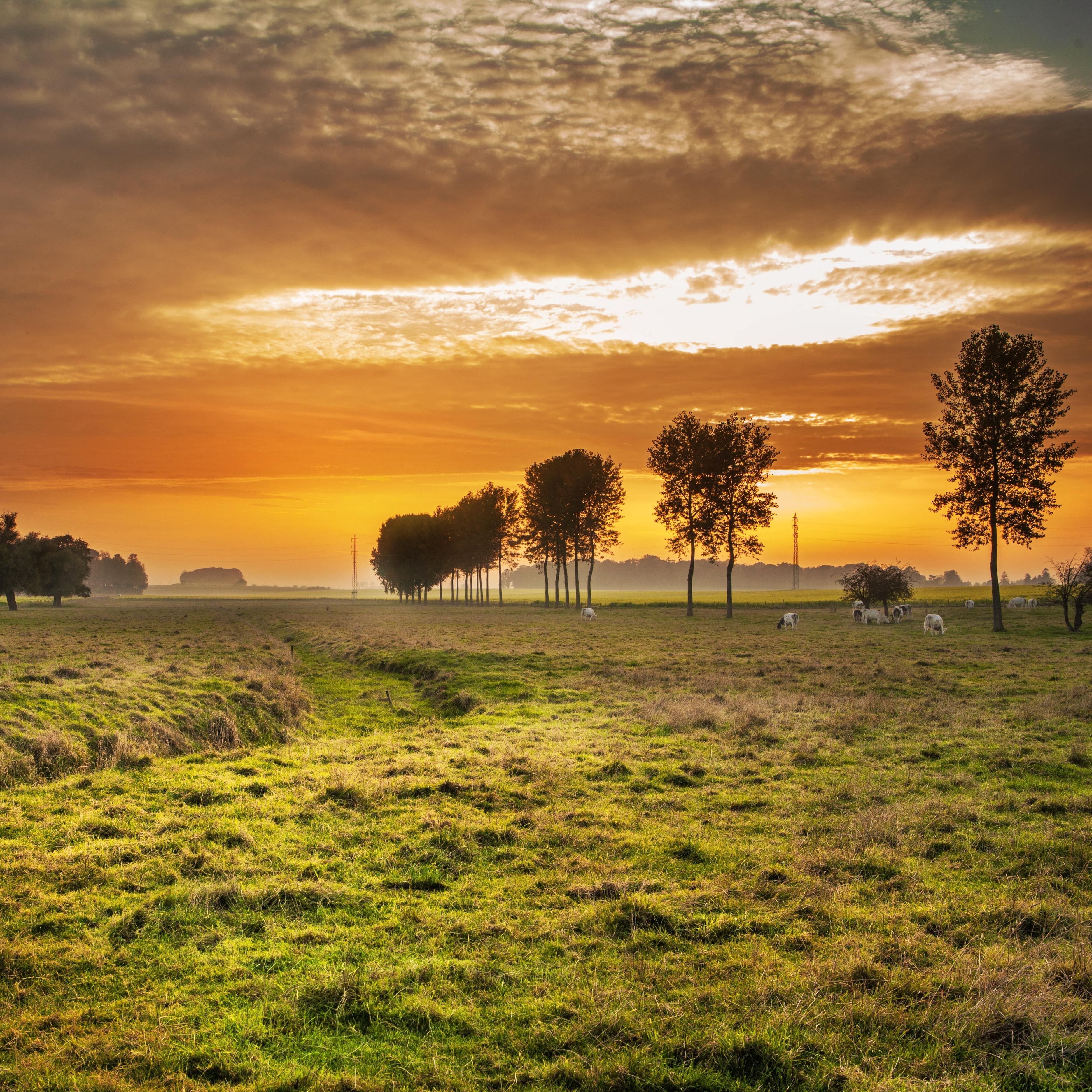 Champ avec des arbres et le ciel orangé