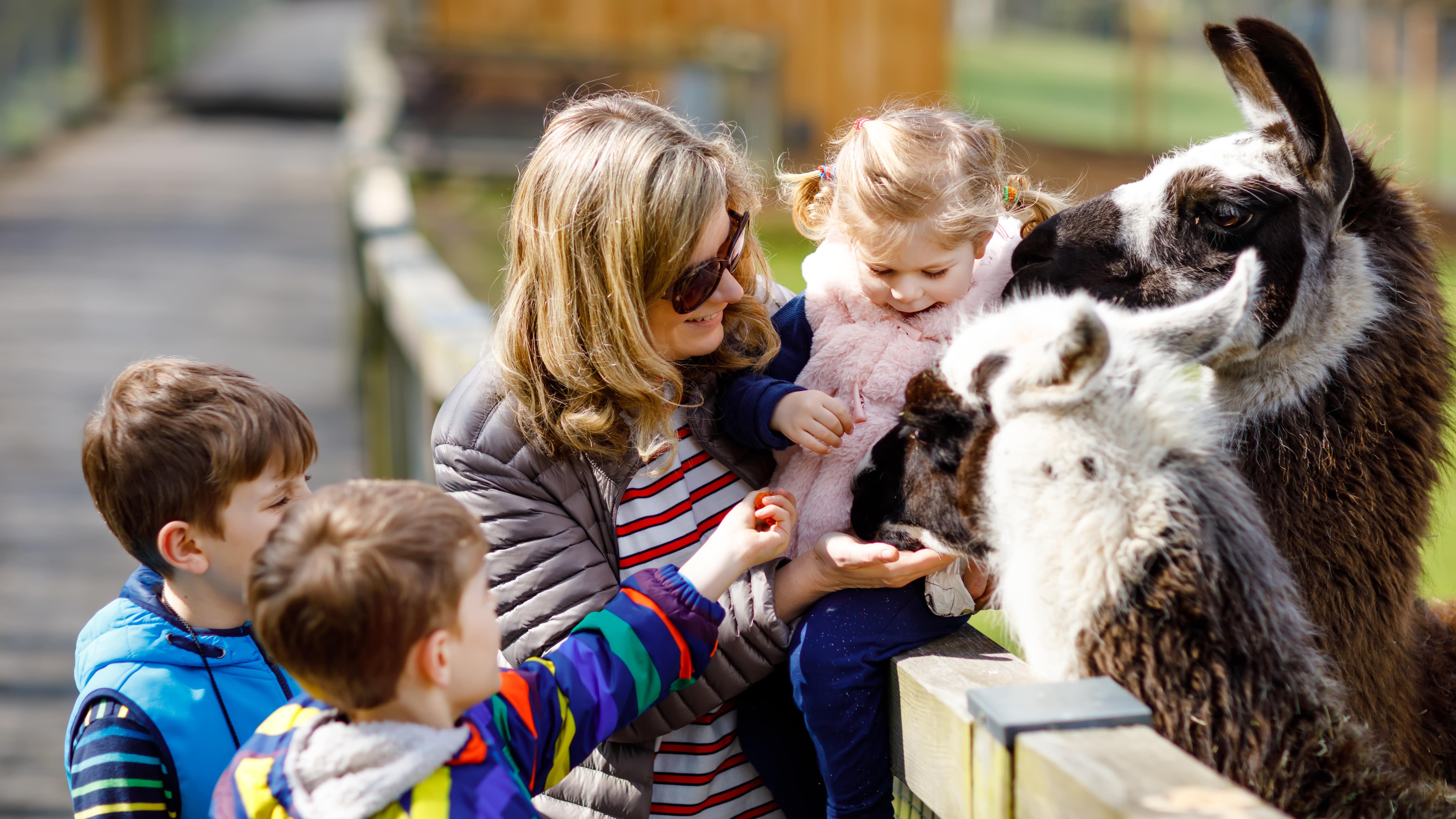 Des enfants et leur maman nourissant des lamas