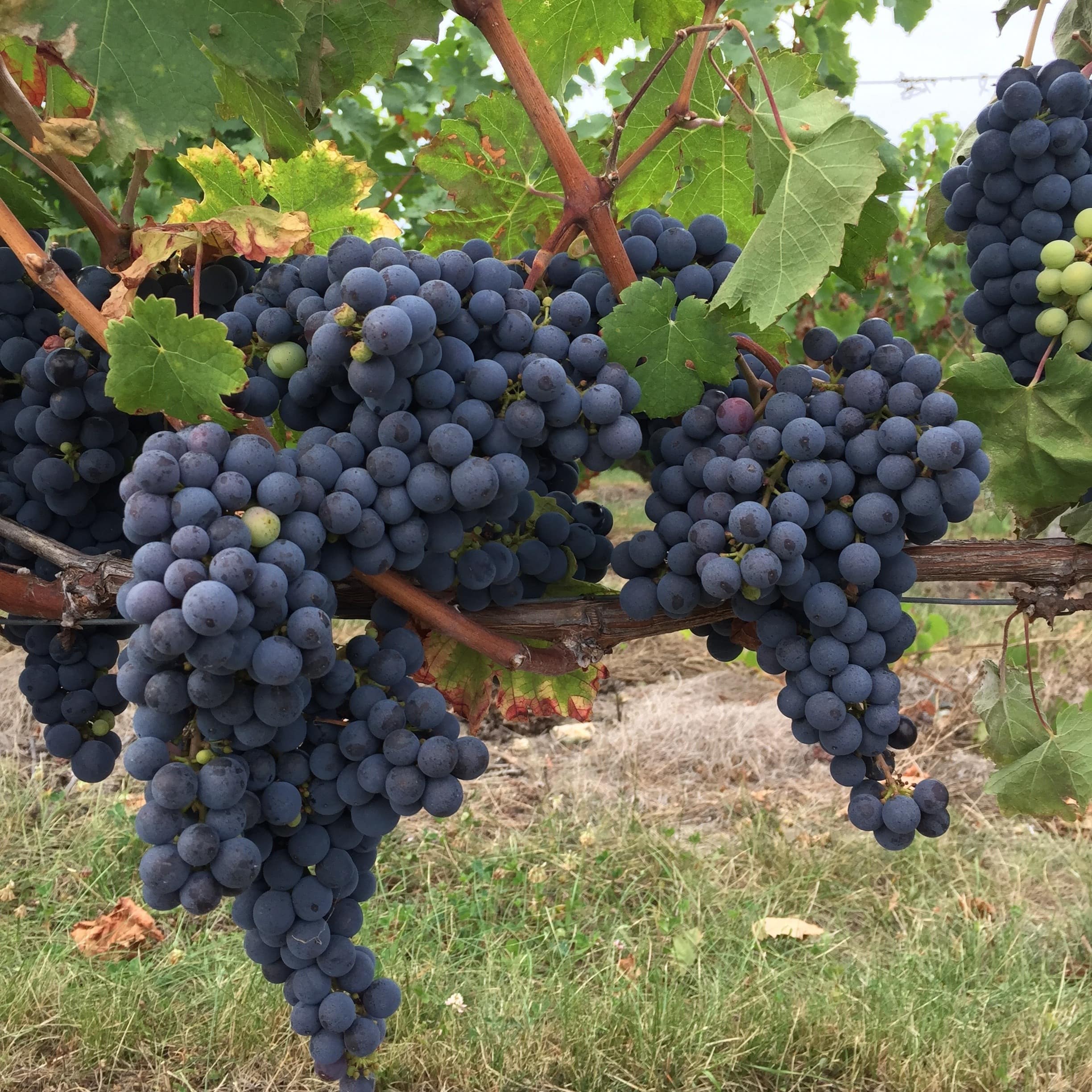 Les vins du Val de Loire sont aussi nombreux que différents, mais ils sont tous excellents !