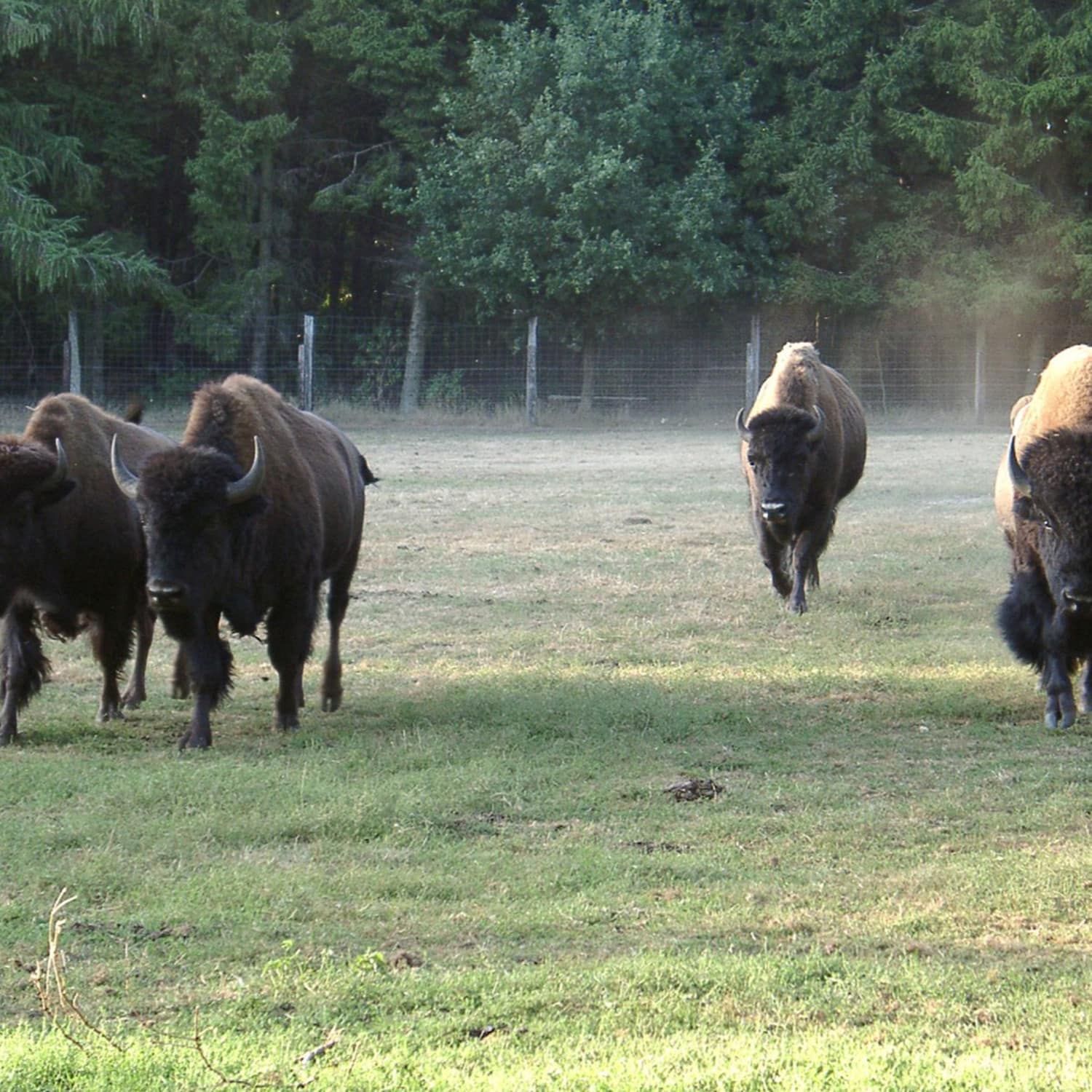 Les bisons un animal sauvage, sauvé par  l’élevage