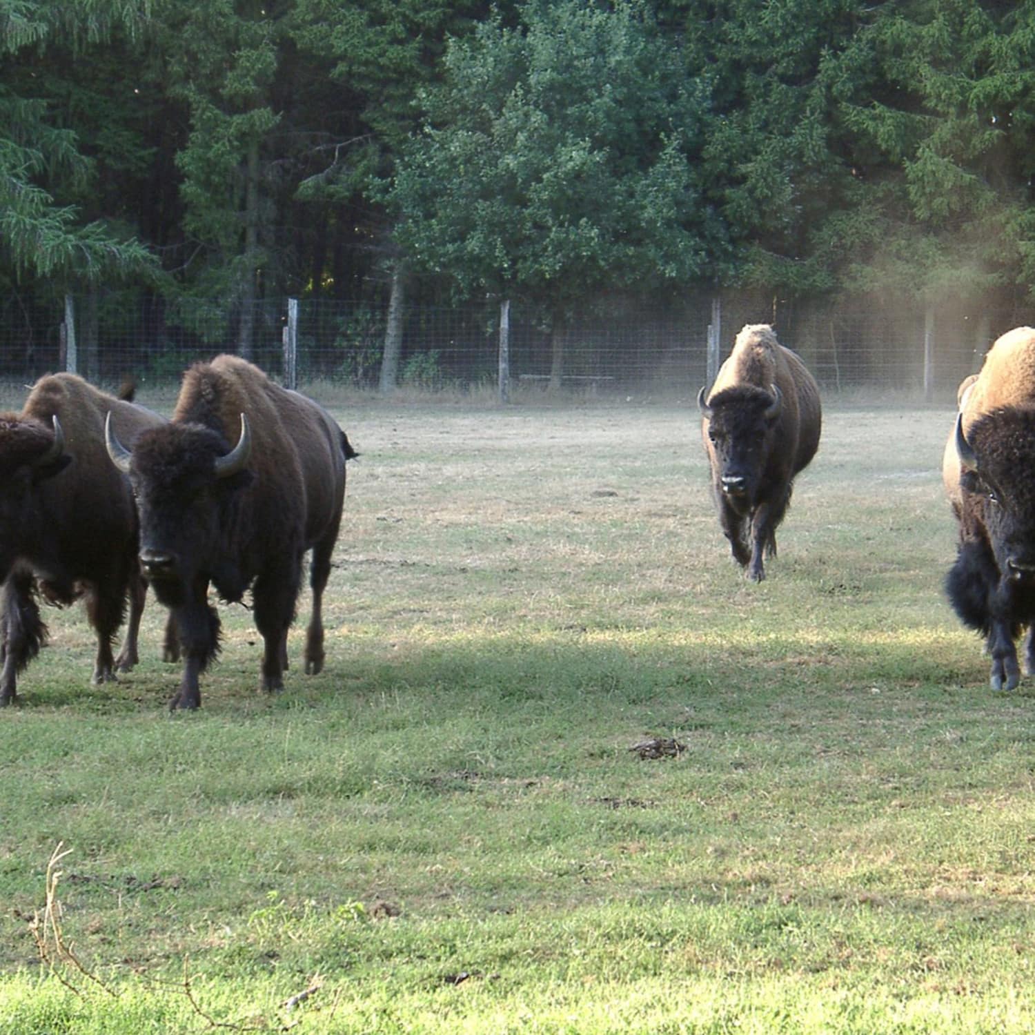 Les bisons un animal sauvage, sauvé par l’élevage