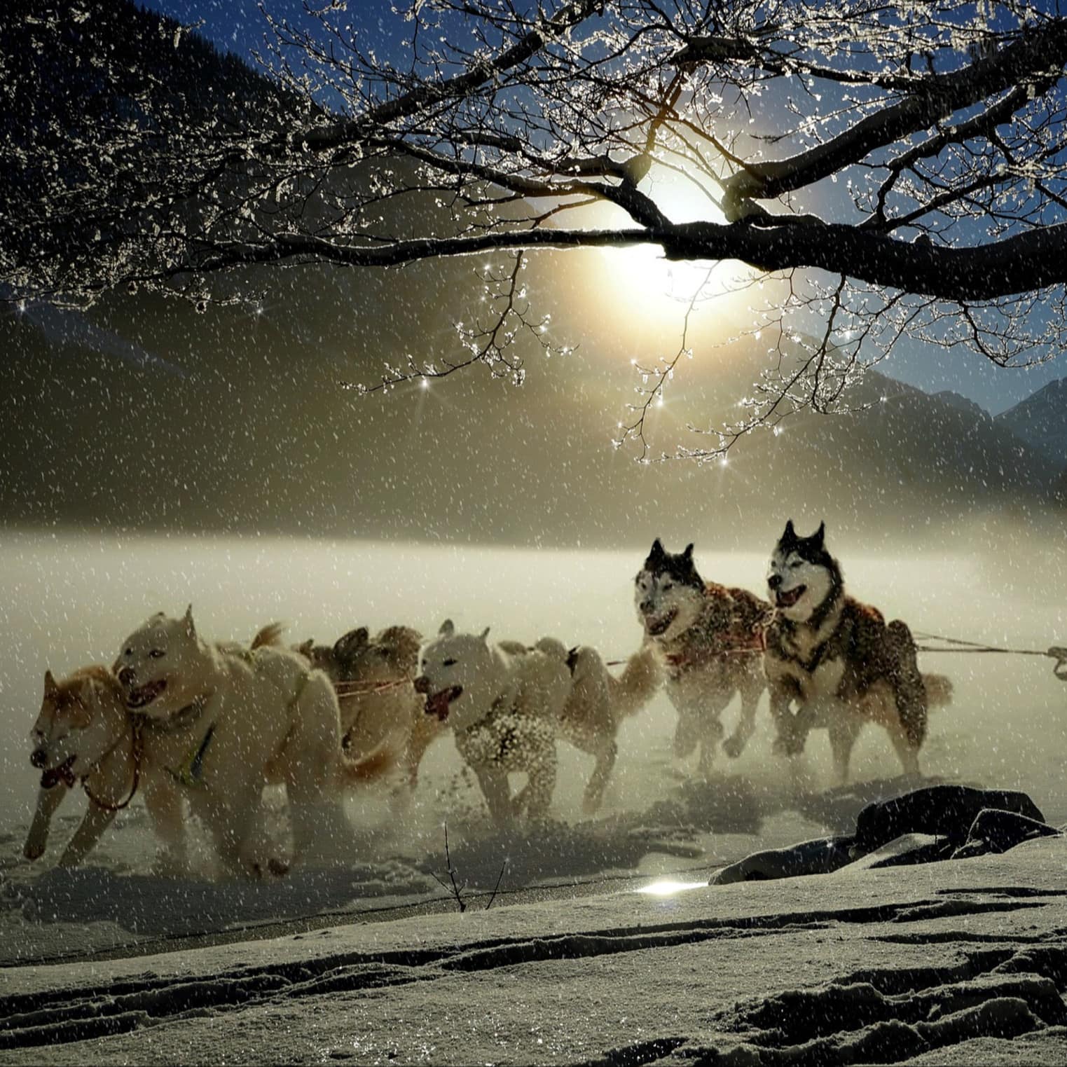 Chiens de traîneau qui passent en dessous d’un arbre