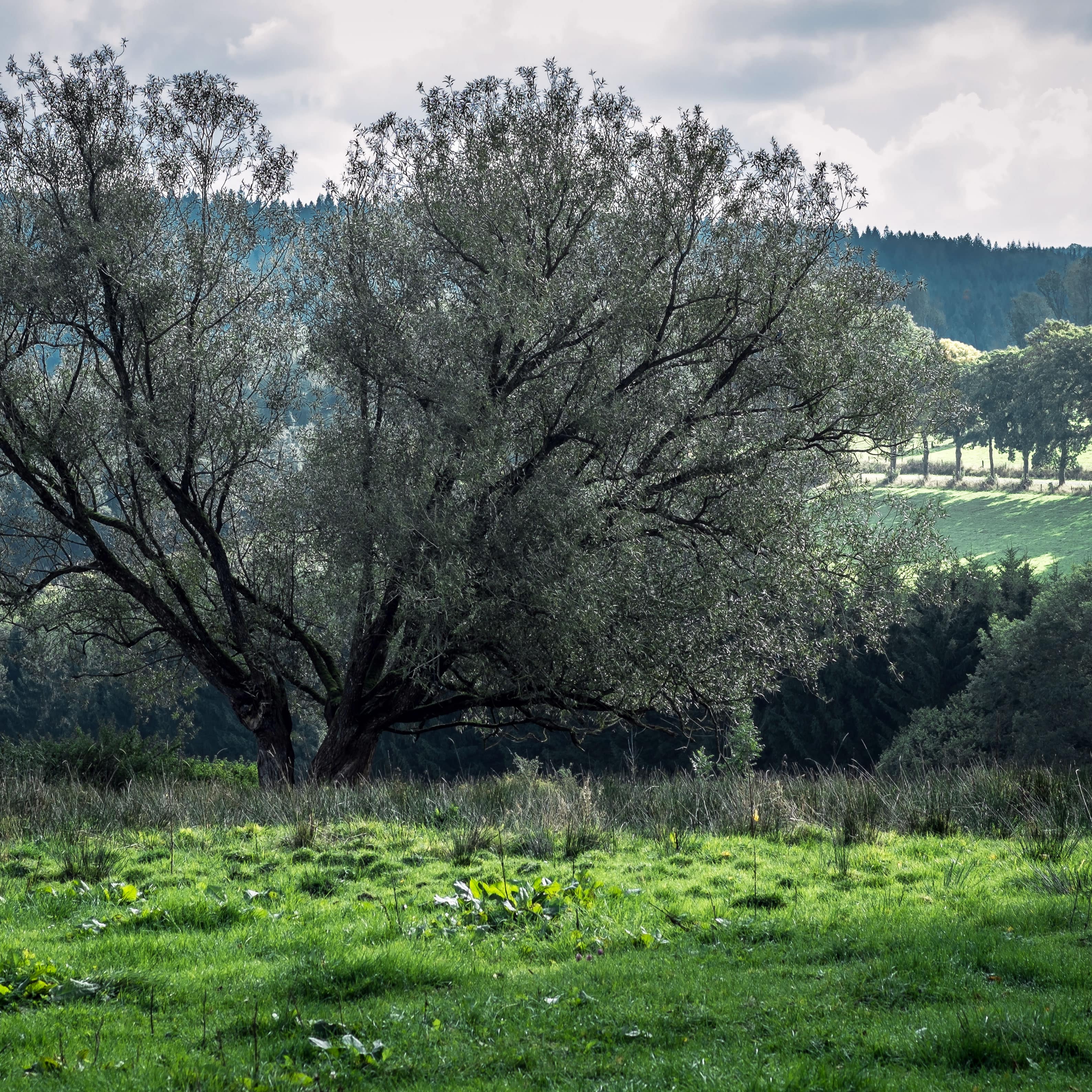 Gîtes en Belgique : un gîte de charme au cœur des Ardennes belges pour un séjour au milieu de la nature