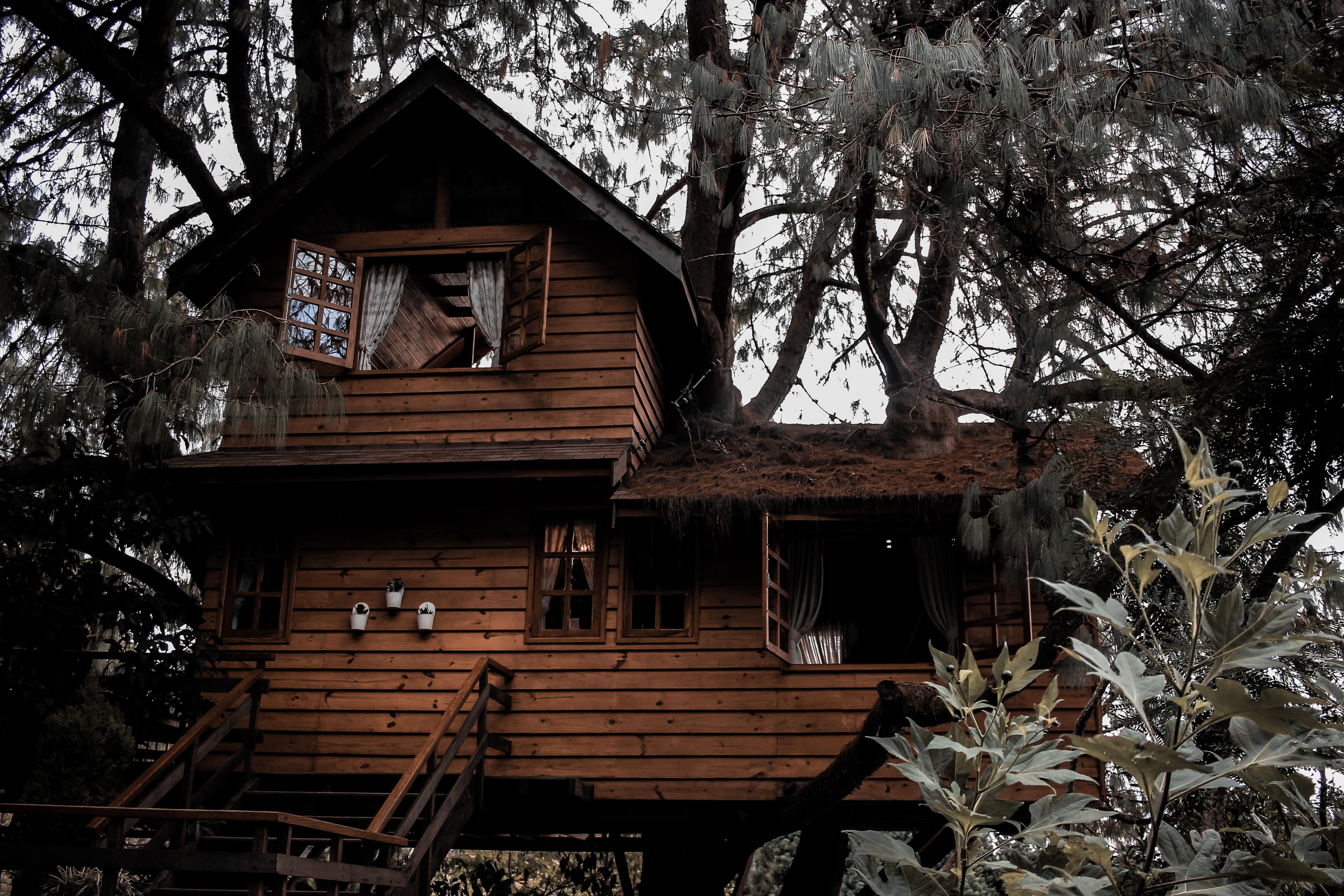 Une nuit dans les arbres, pour petits et grands