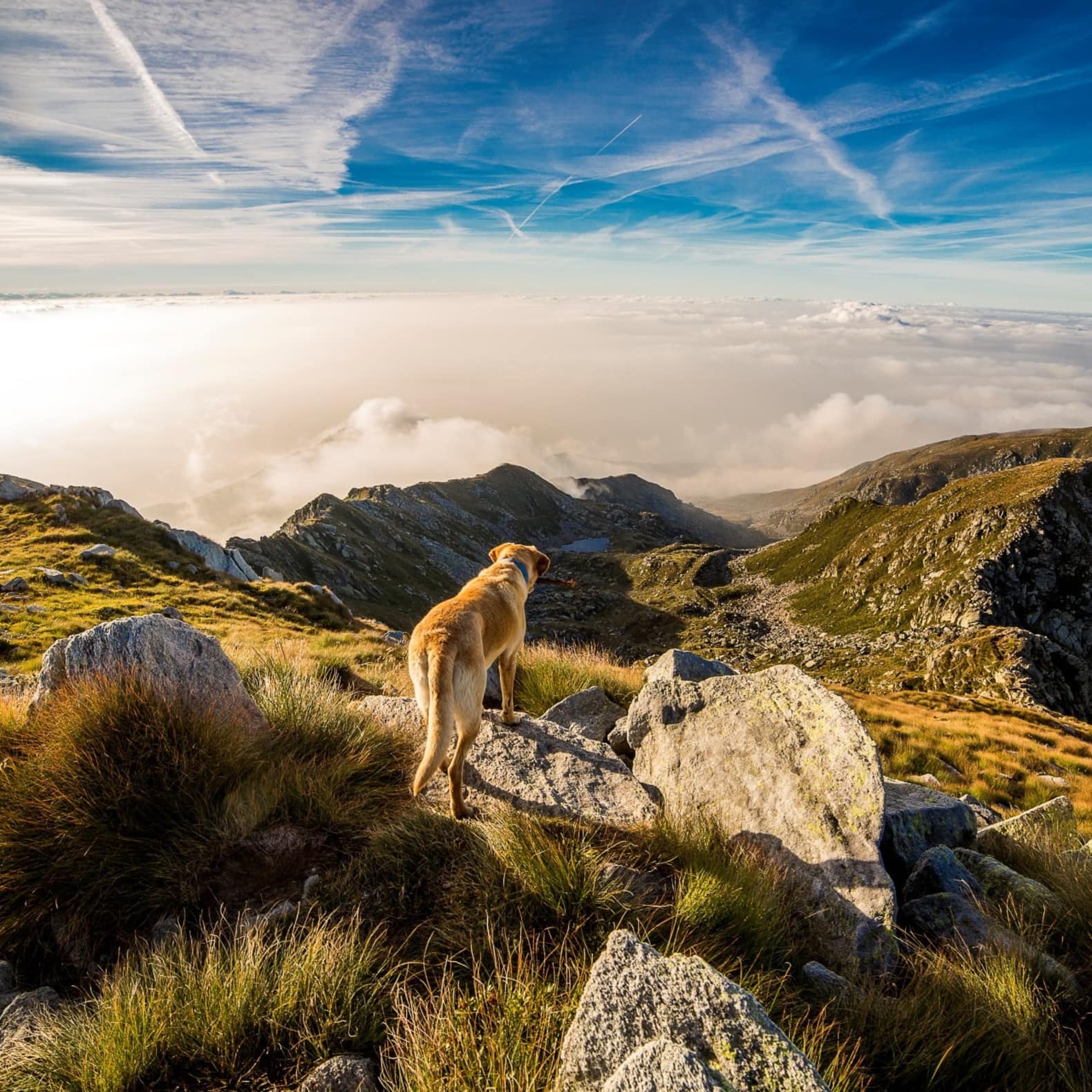 Des vacances en montagne « animaux admis »