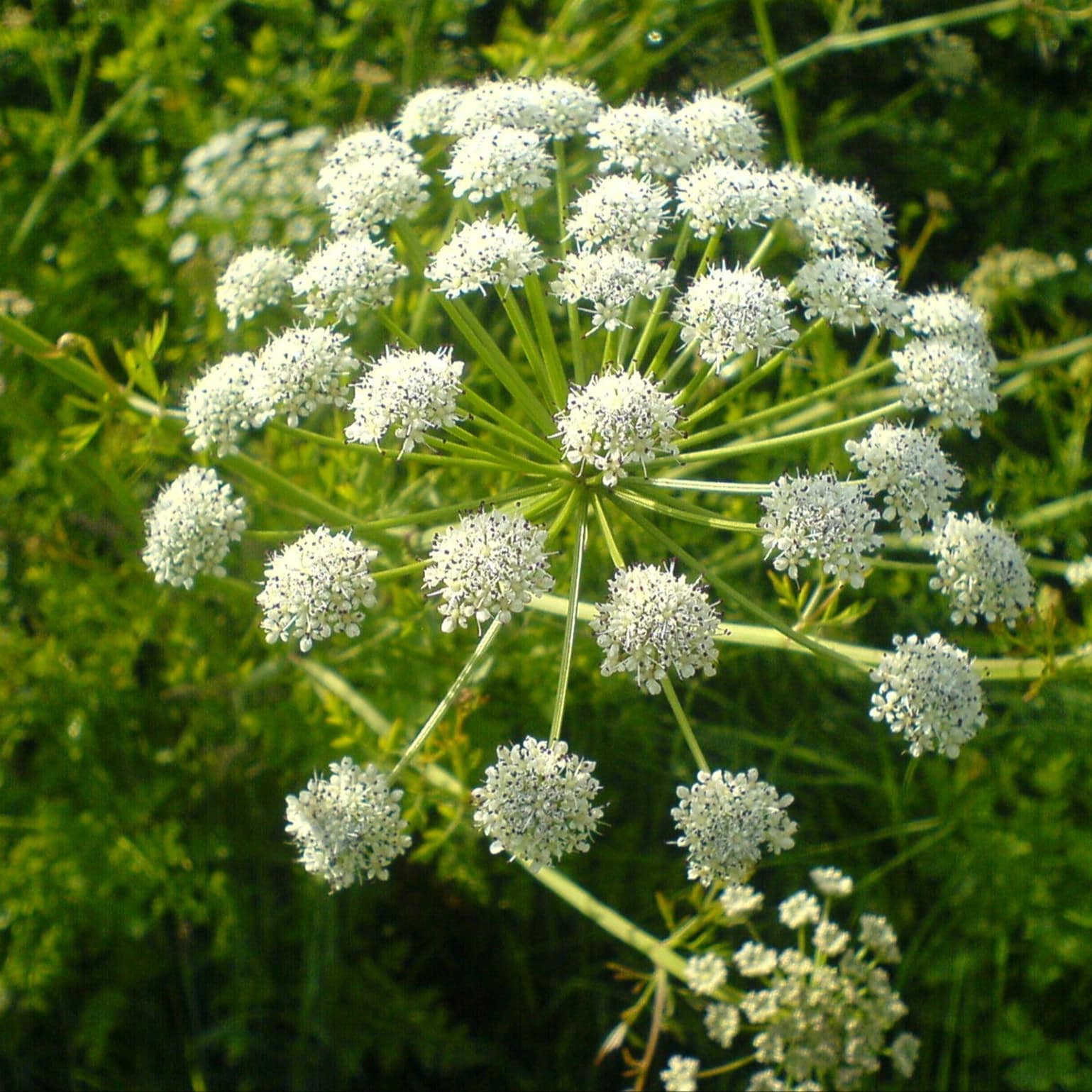 Fleur du Bocage, Normandie