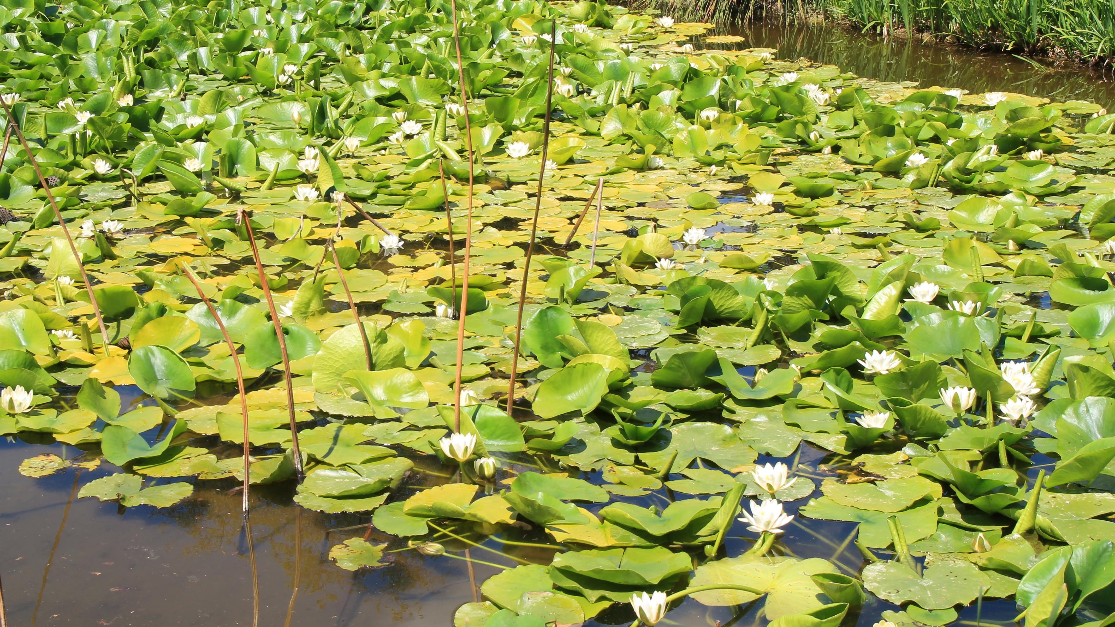 Vue sur le bassin aux lotus du Jardin des plantes de Montpellier