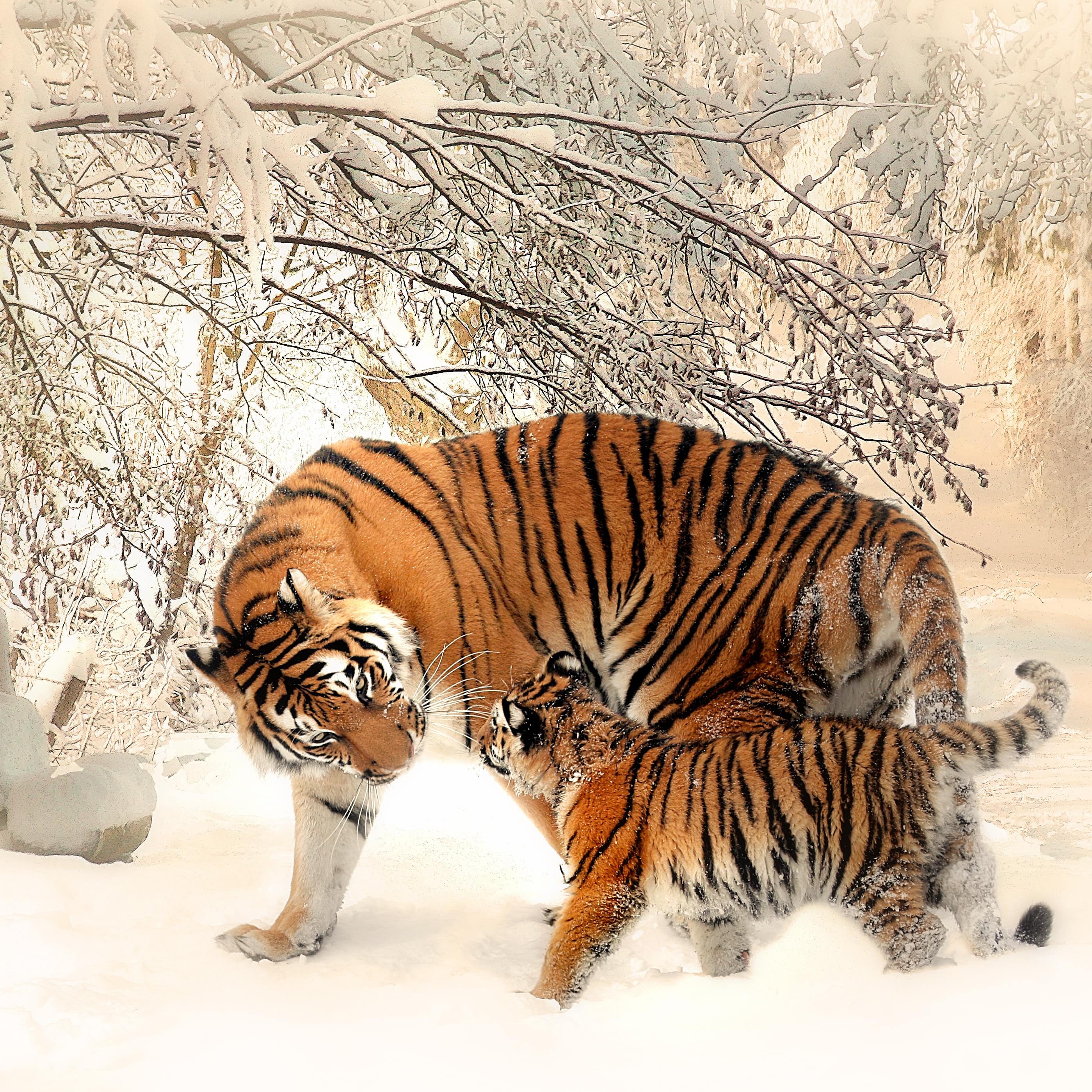 Un tigre de Sibérie et son petit jouant dans la neige