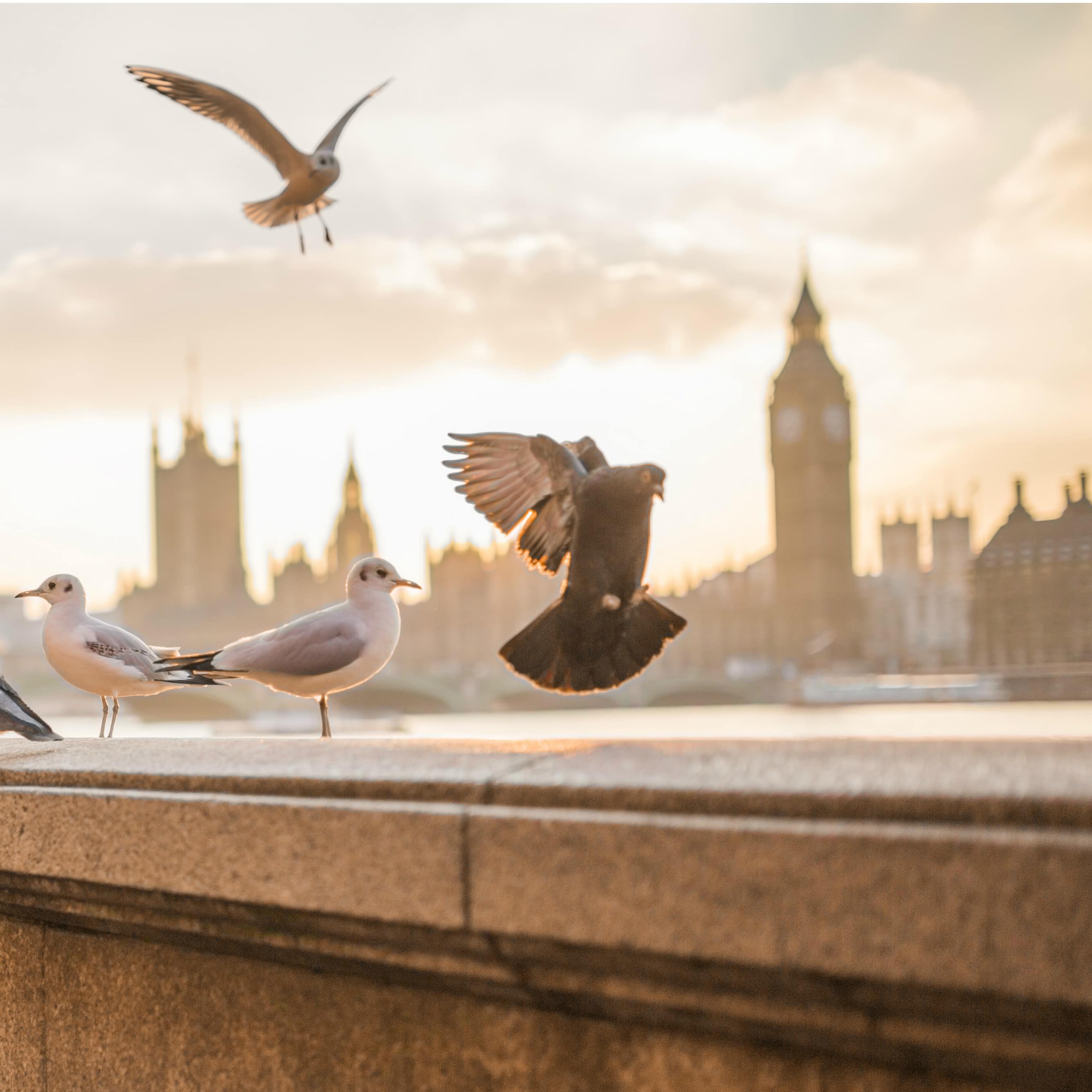Vue de Londres et de ses oiseaux