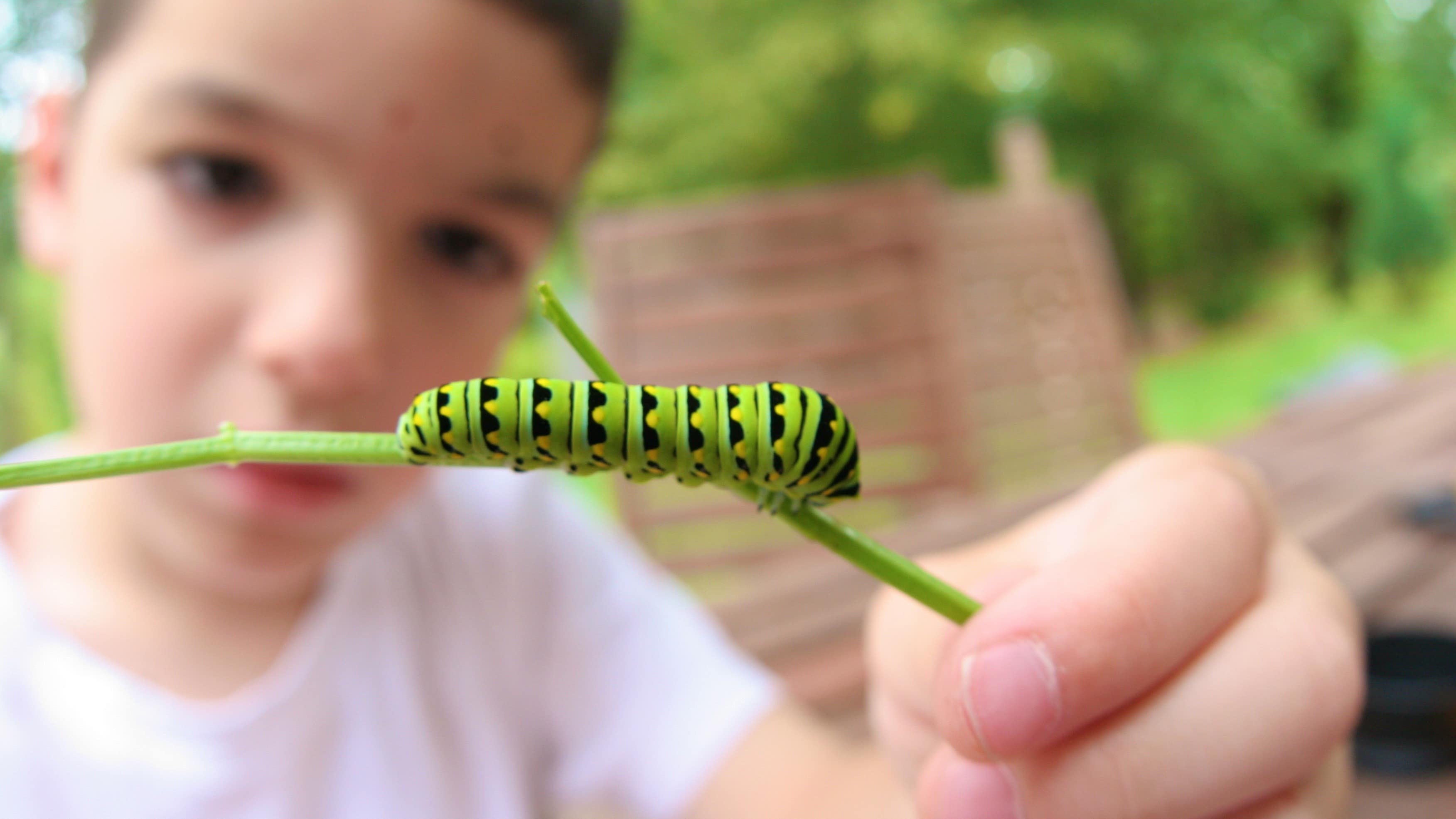Enfant observant une chenille sur une brindille qu’il tient dans sa main