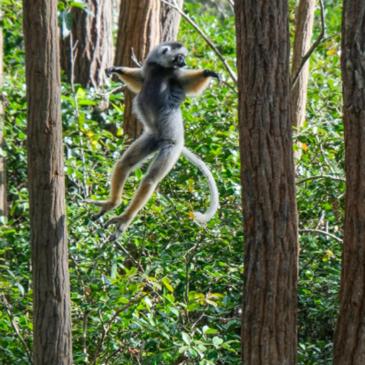 Les lémuriens de Madagascar