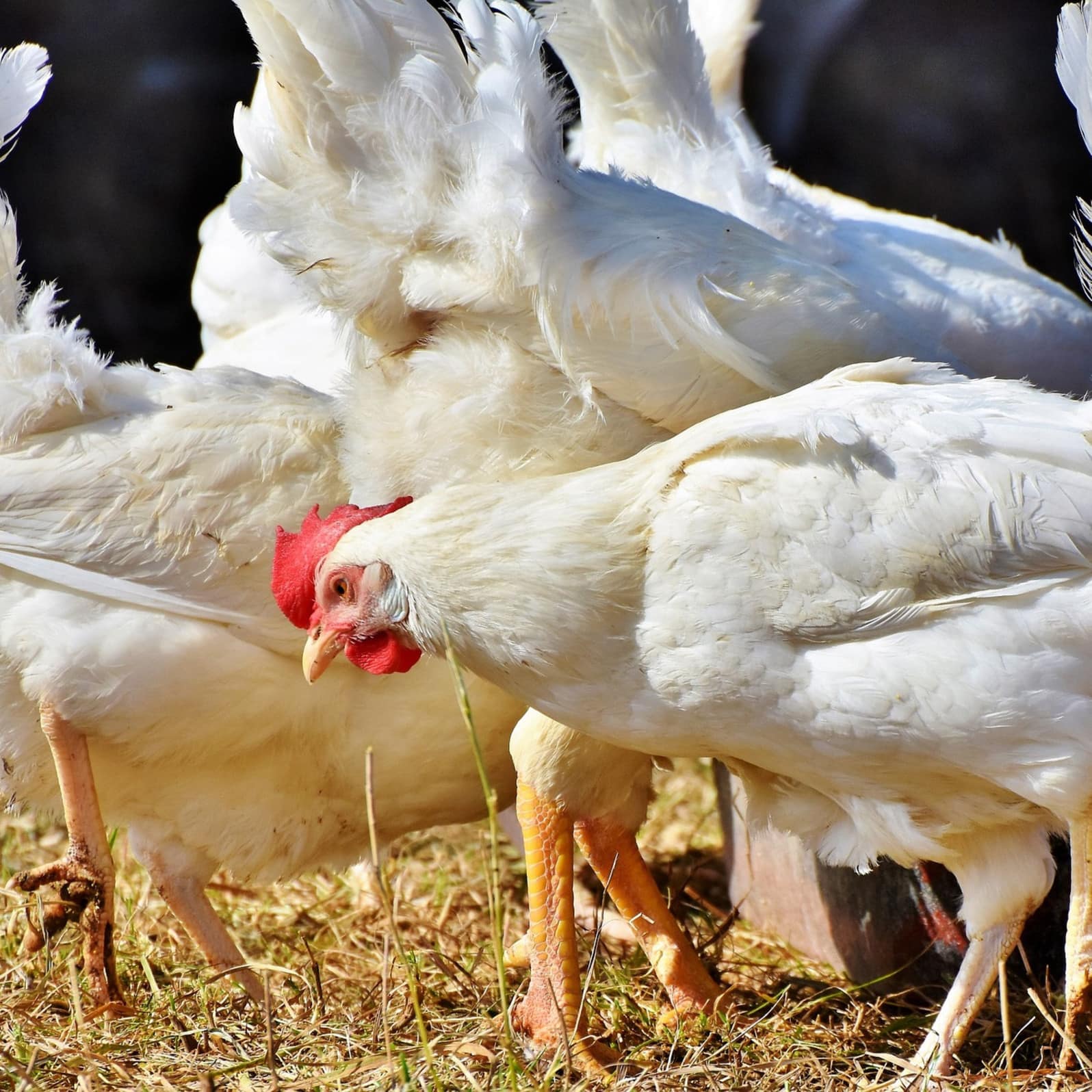 le poulet de Bresse, roi des volailles de basse-cour. Avec AOC 