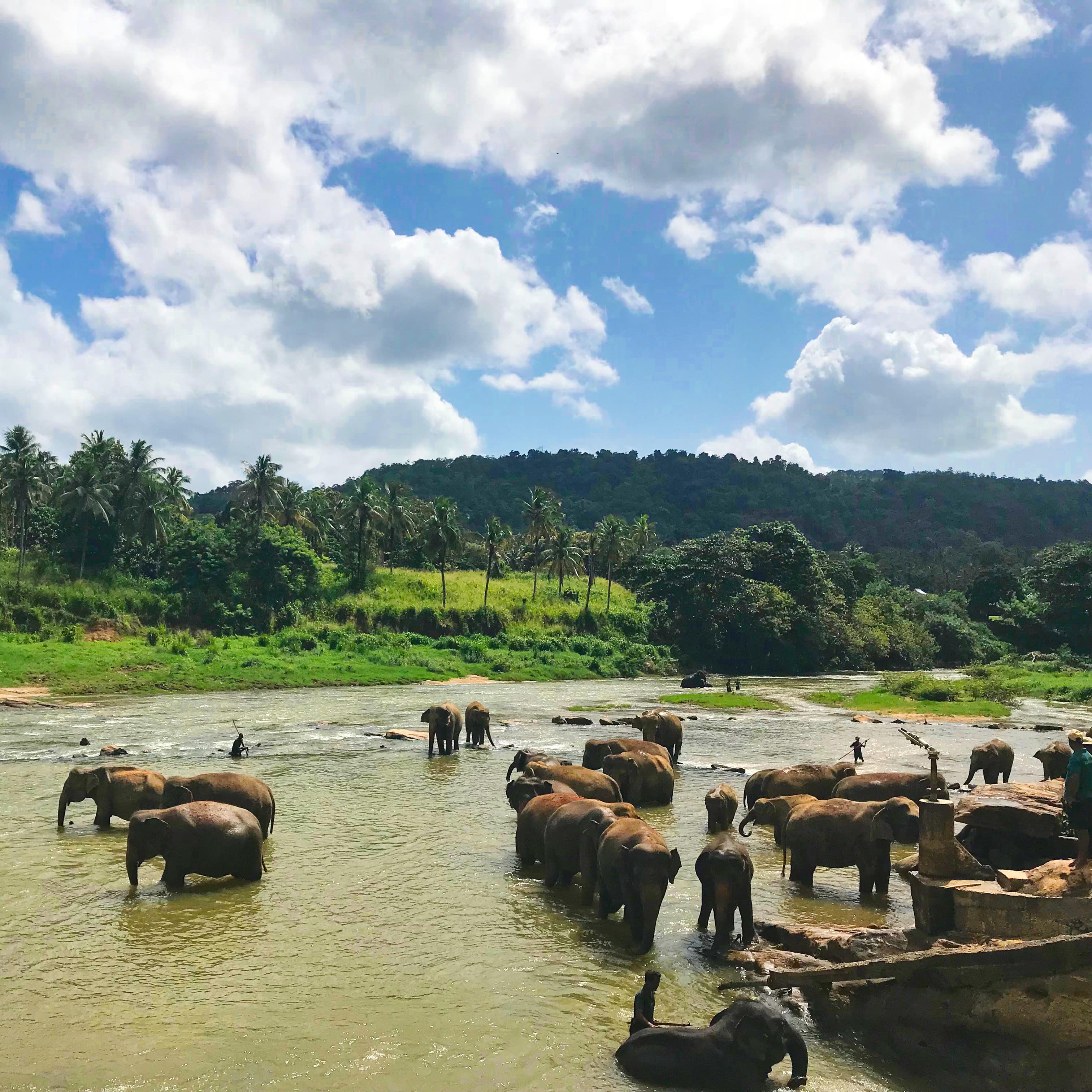 partir au soleil en janvier, baignade avec les éléphants