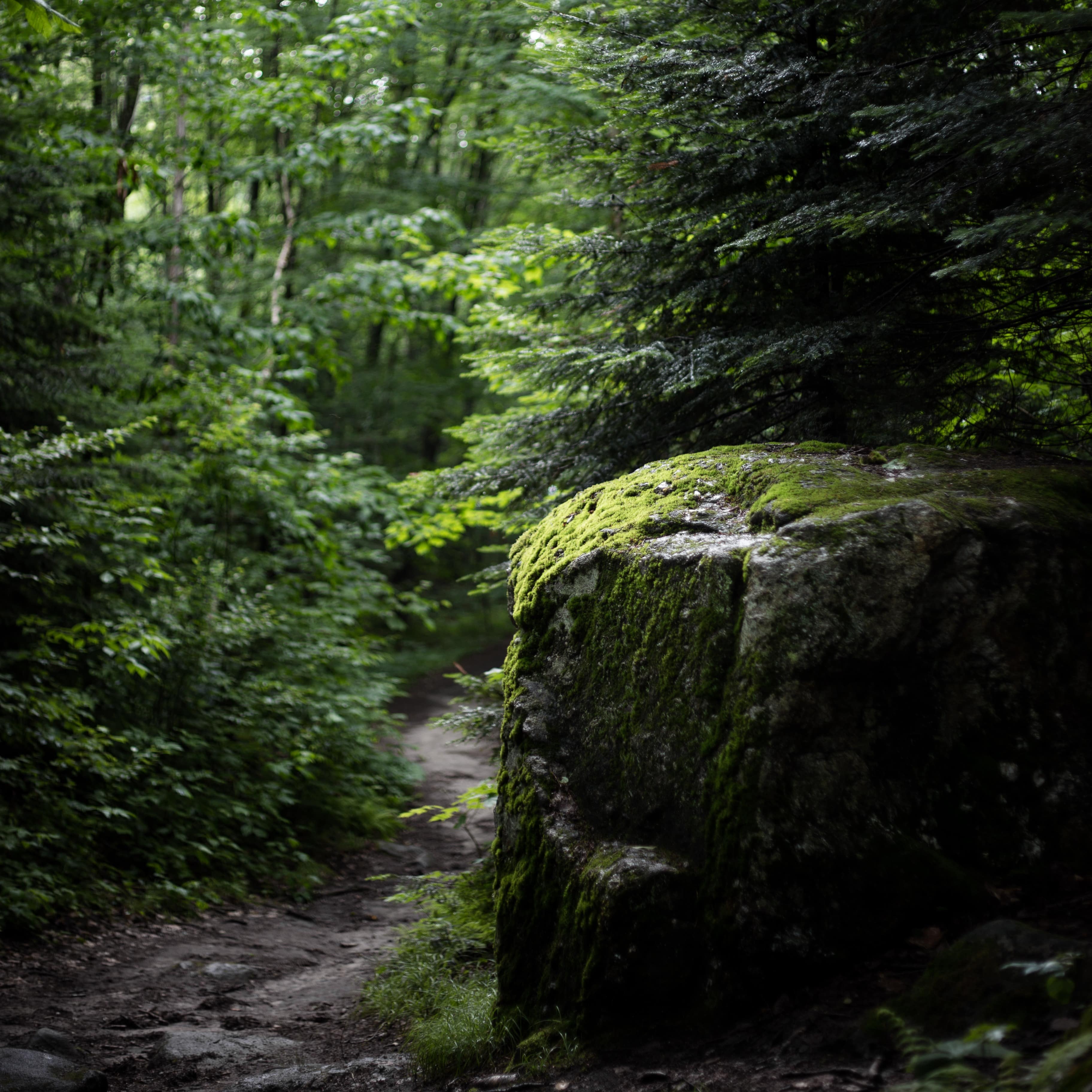 Promenade en forêt