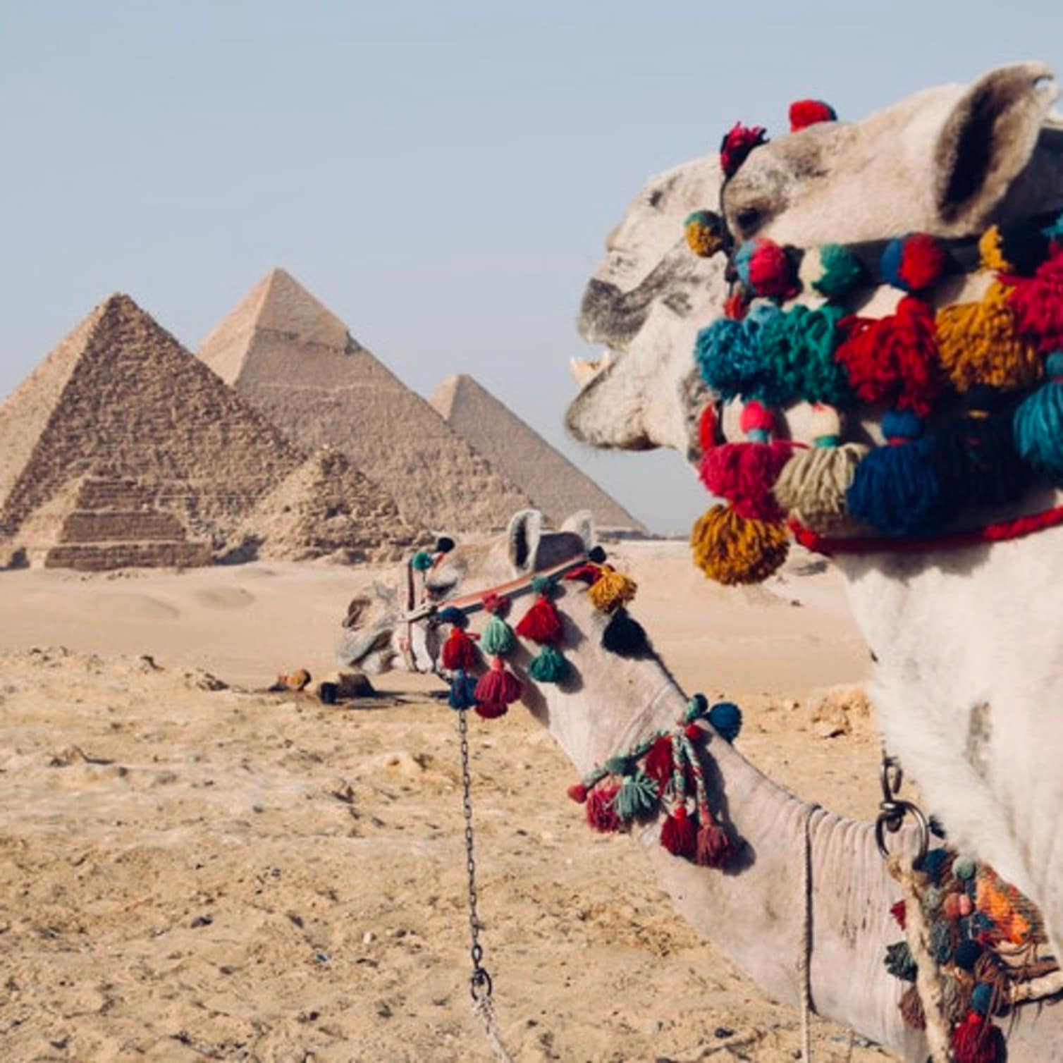 vacances au soleil pas cher, chameaux devant les pyramides d'Égypte