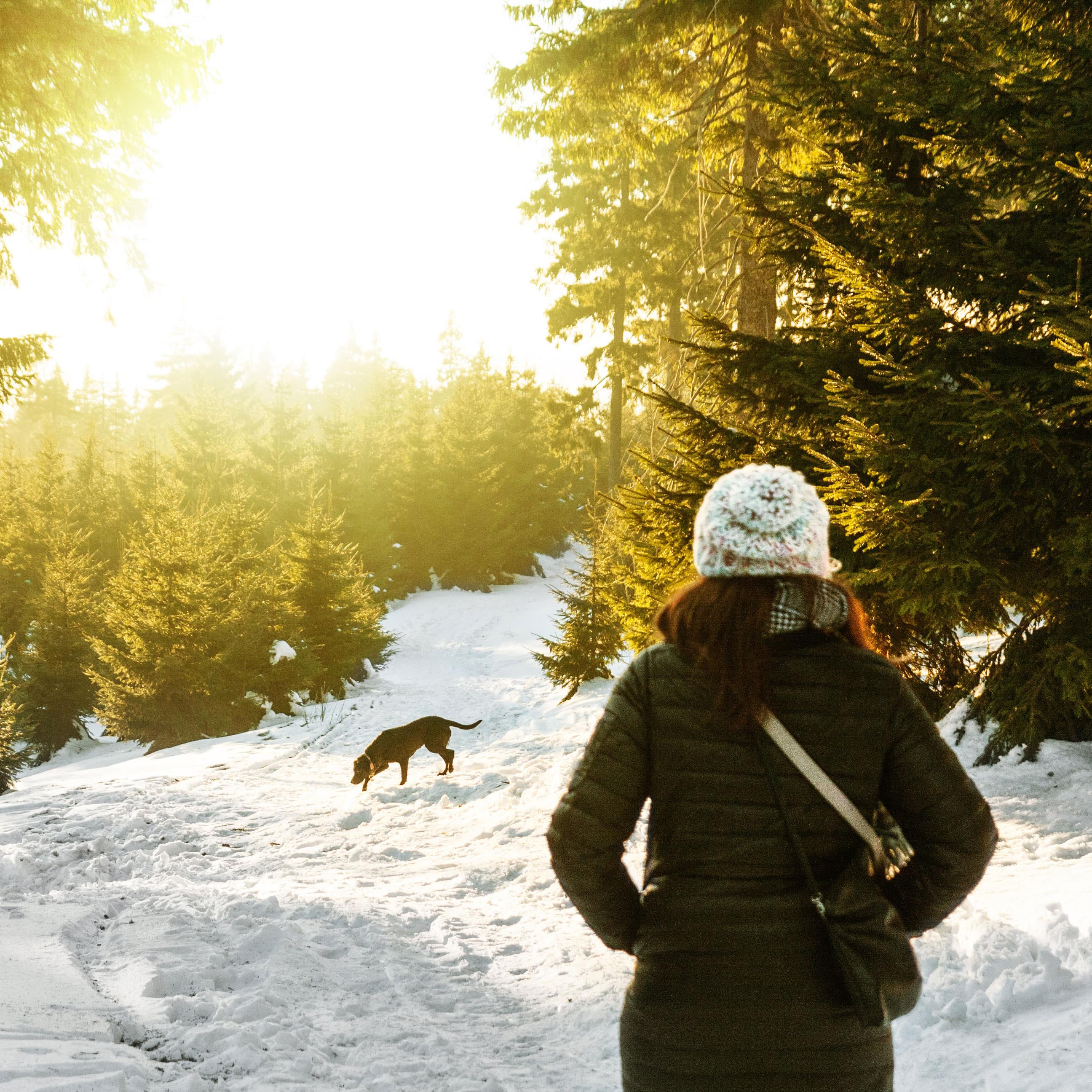 Location de vacances en Alsace : une location de vacances qui accepte les animaux pour le plus grand bonheur de votre labrador