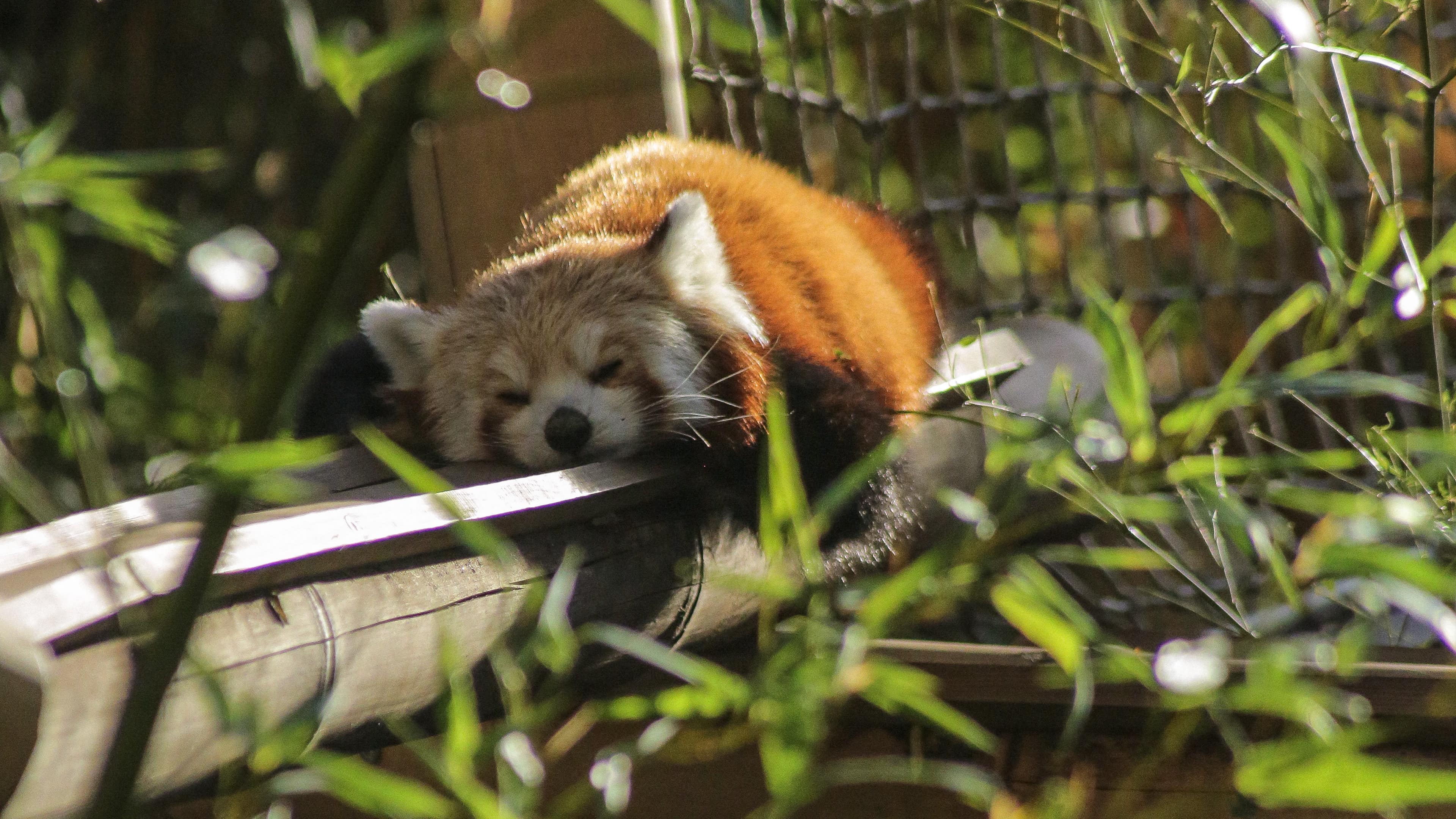 Petit panda roux assoupi sur une branche à la ménagerie du Jardin des plantes à Paris