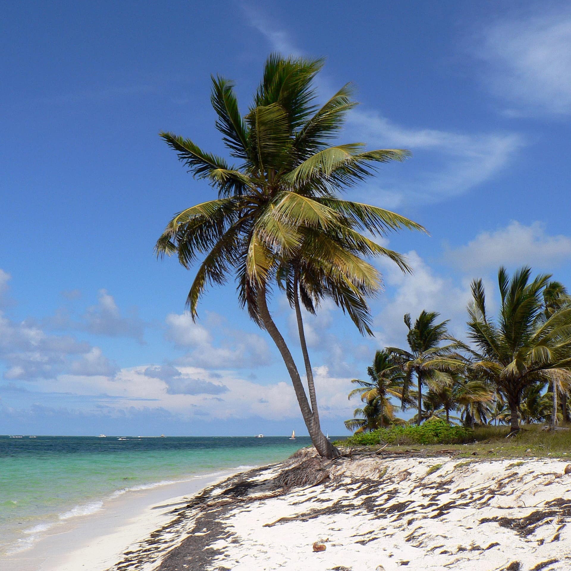 A palm tree faces the winds on the Dominican Republic