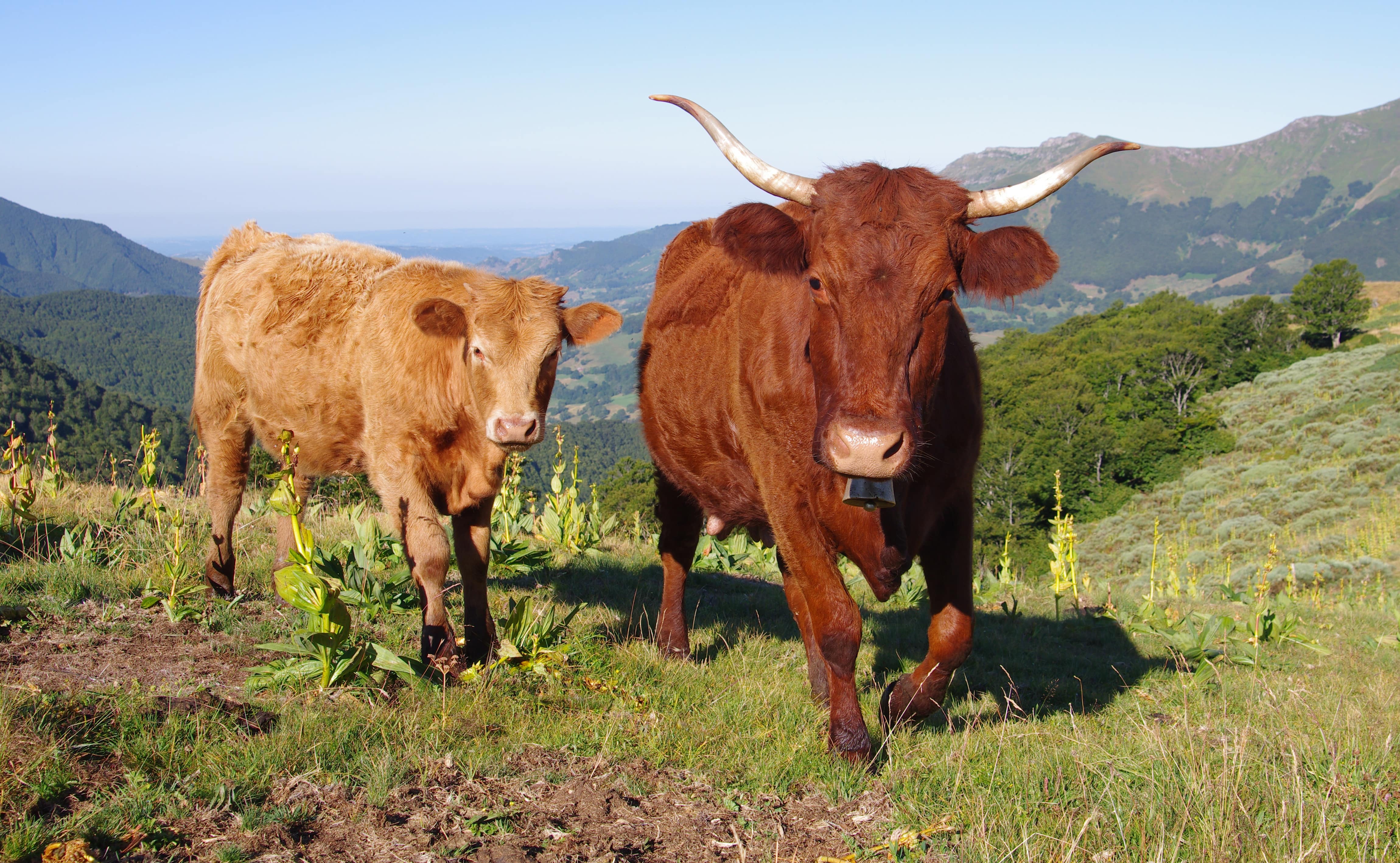 Alpine cattle, Cantal, Auvergne
