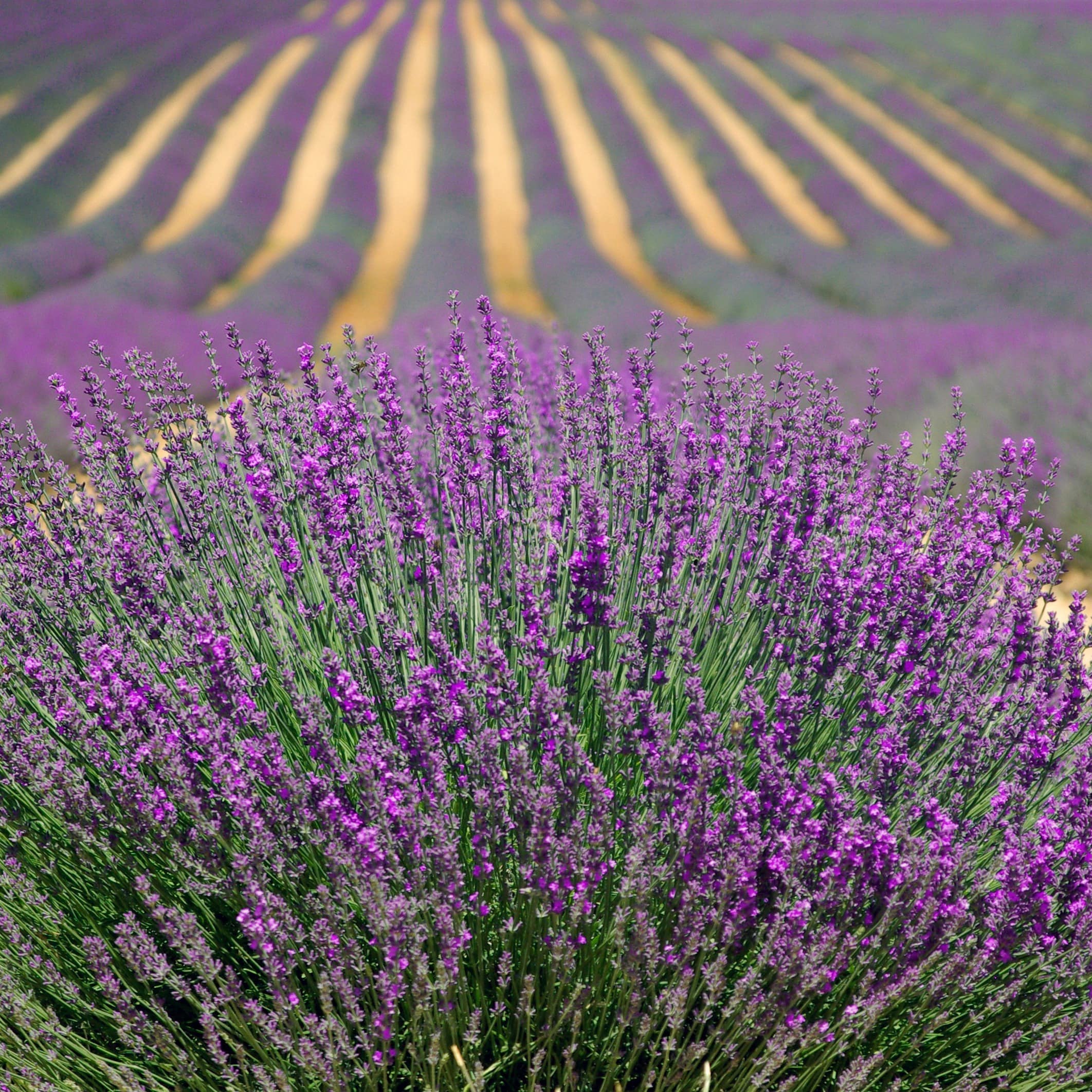 La lavande, fleur emblématique de la Provence dont les champs s’étendent à perte de vue !