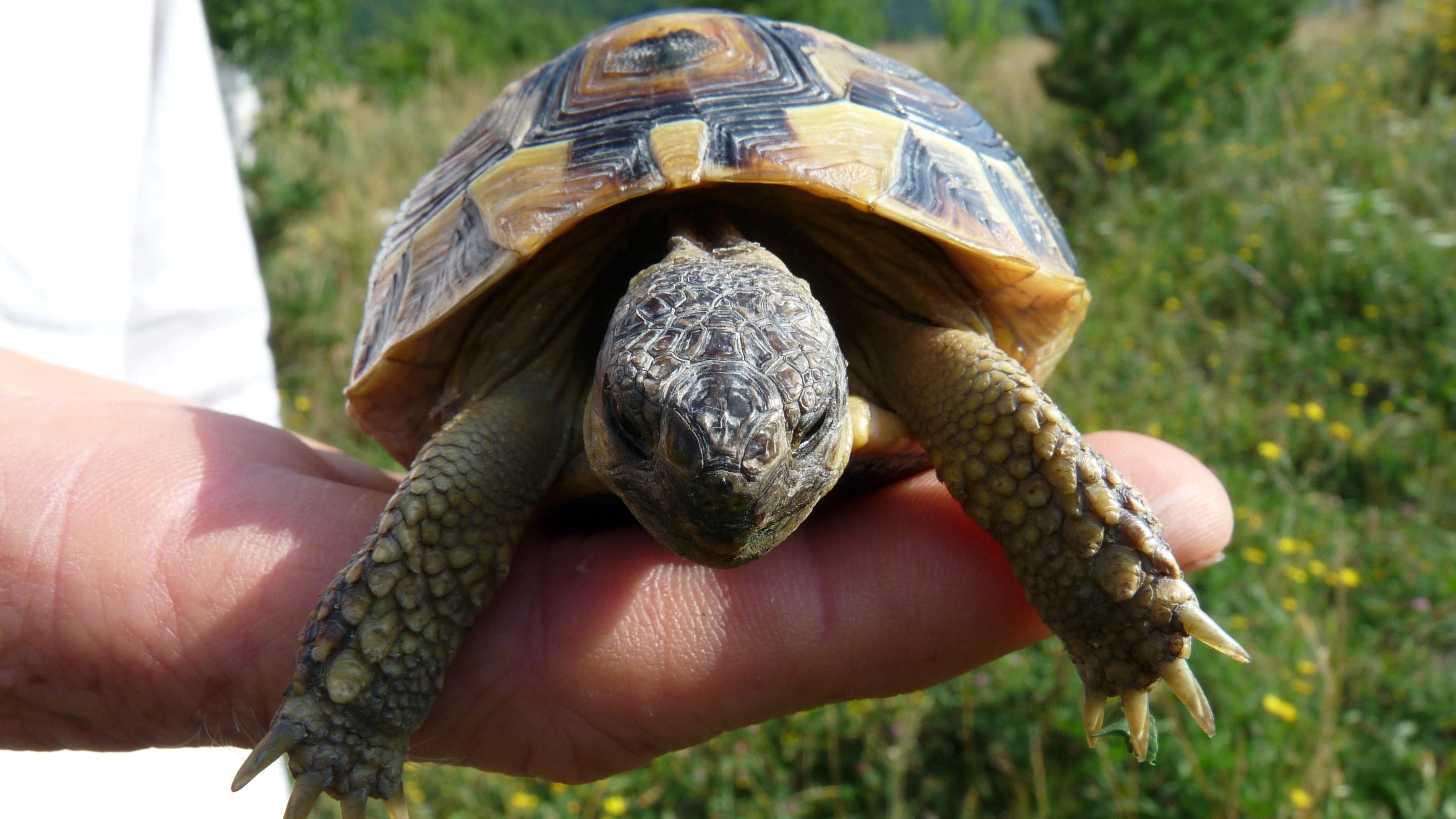Gros plan sur une petite tortue des Maures portée dans une main dans un milieu verdoyant