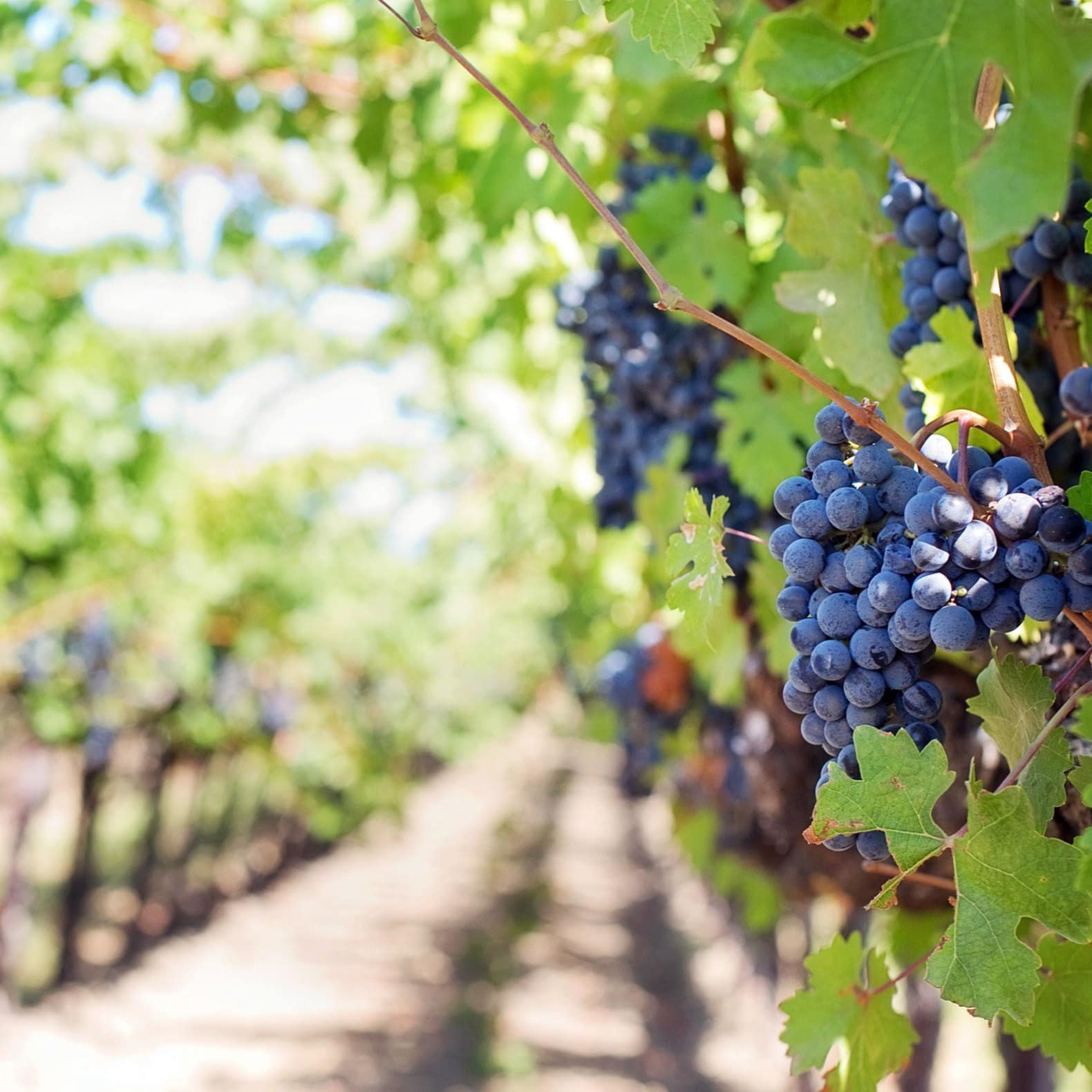 Location de vacances à Bordeaux : des vacances au milieu des grands vignobles