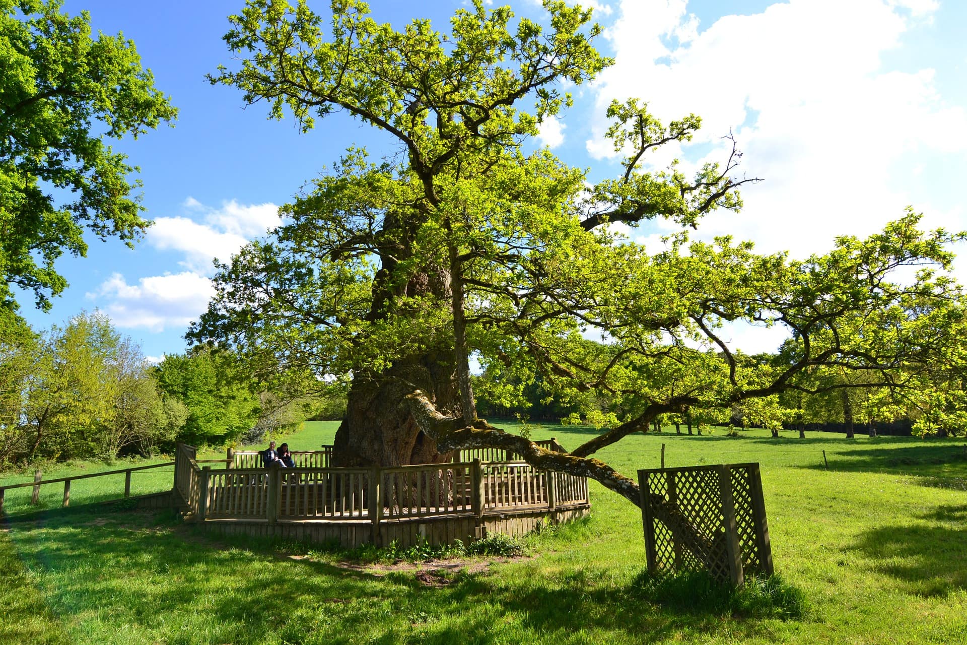 Brocéliande, Bretagne, image by Julia Casado, Pixabay