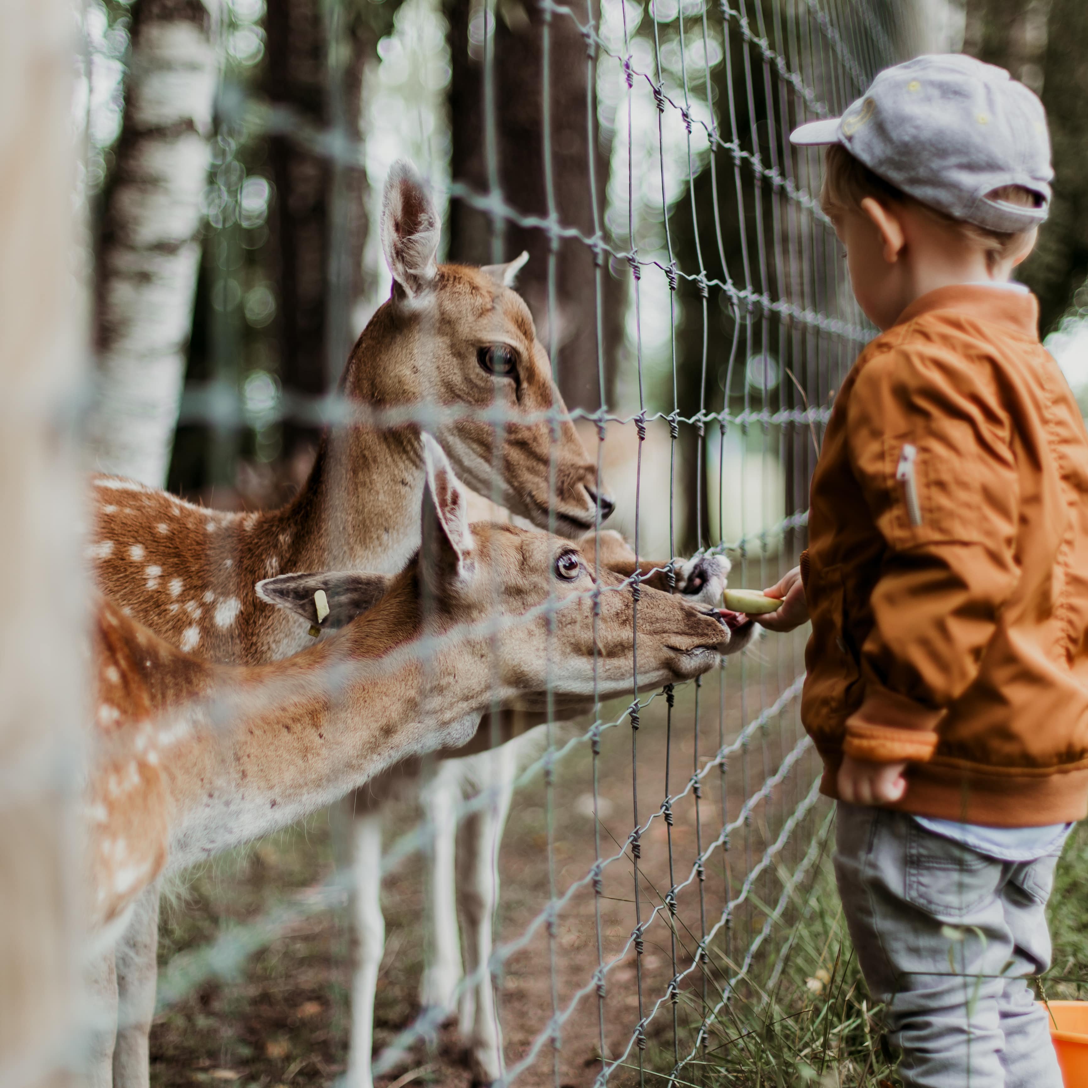 Rencontre avec les animaux