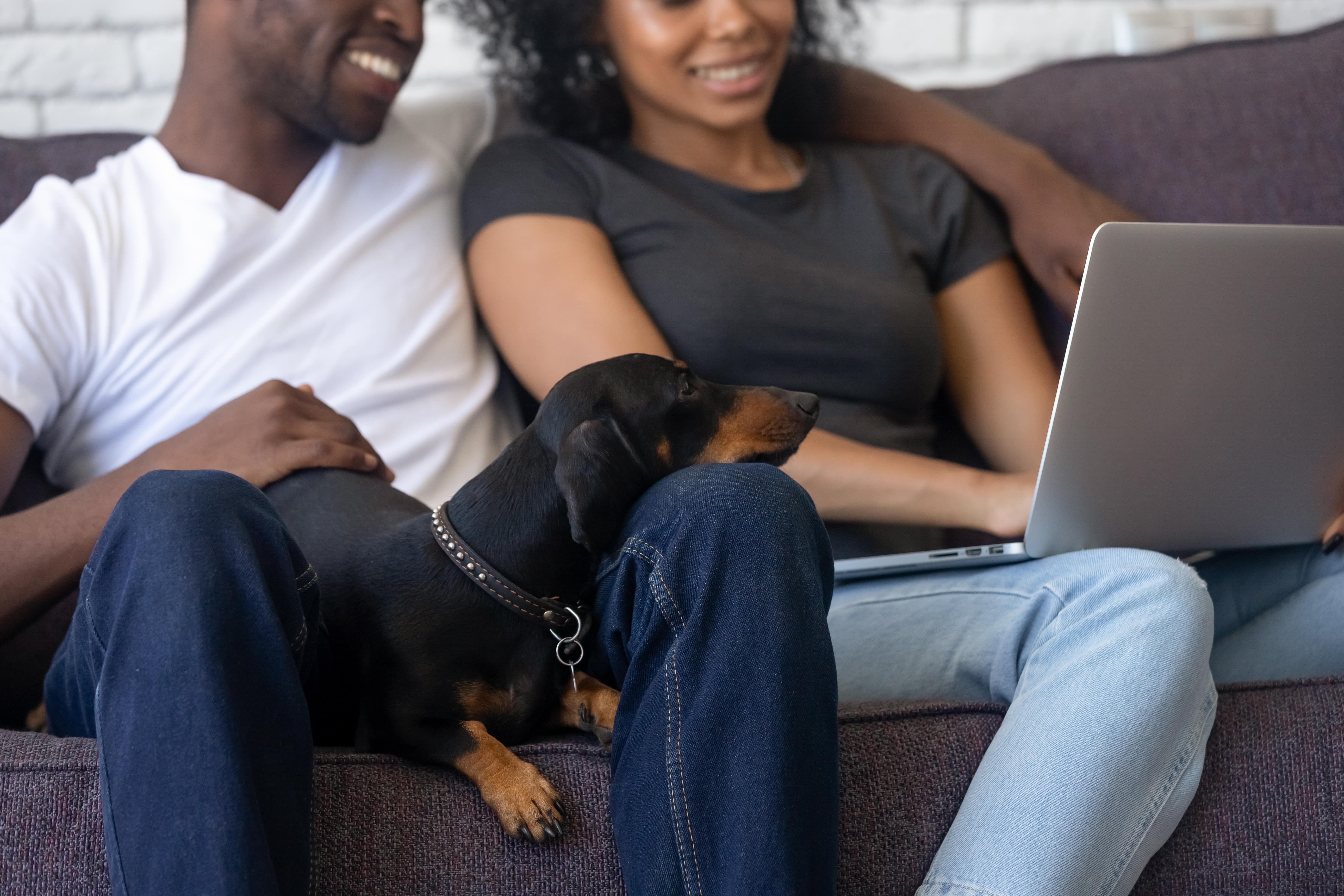 couple recherchant sur un ordinateur portable avec leur chien sur les genoux de l'homme